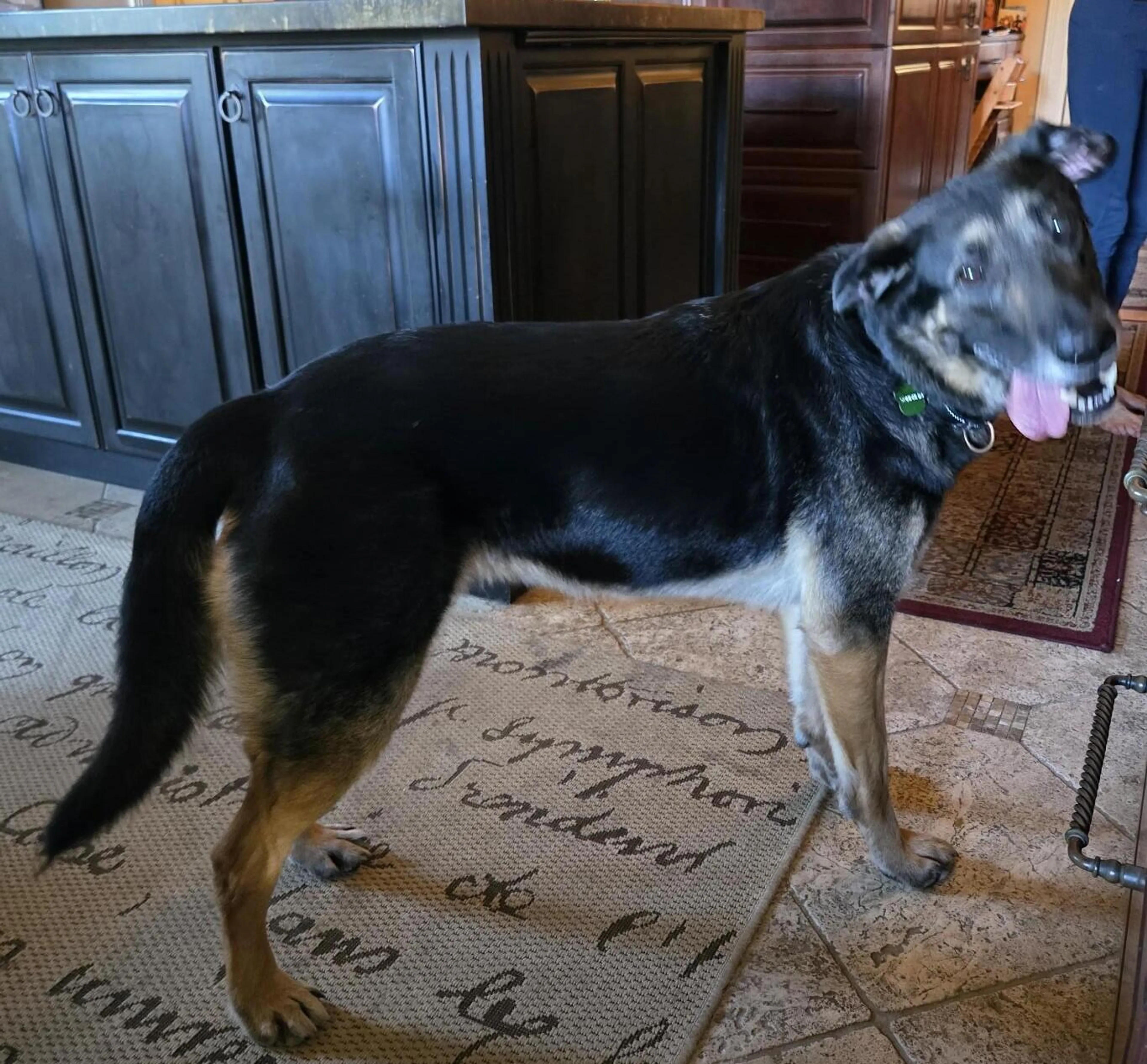 Lost pet