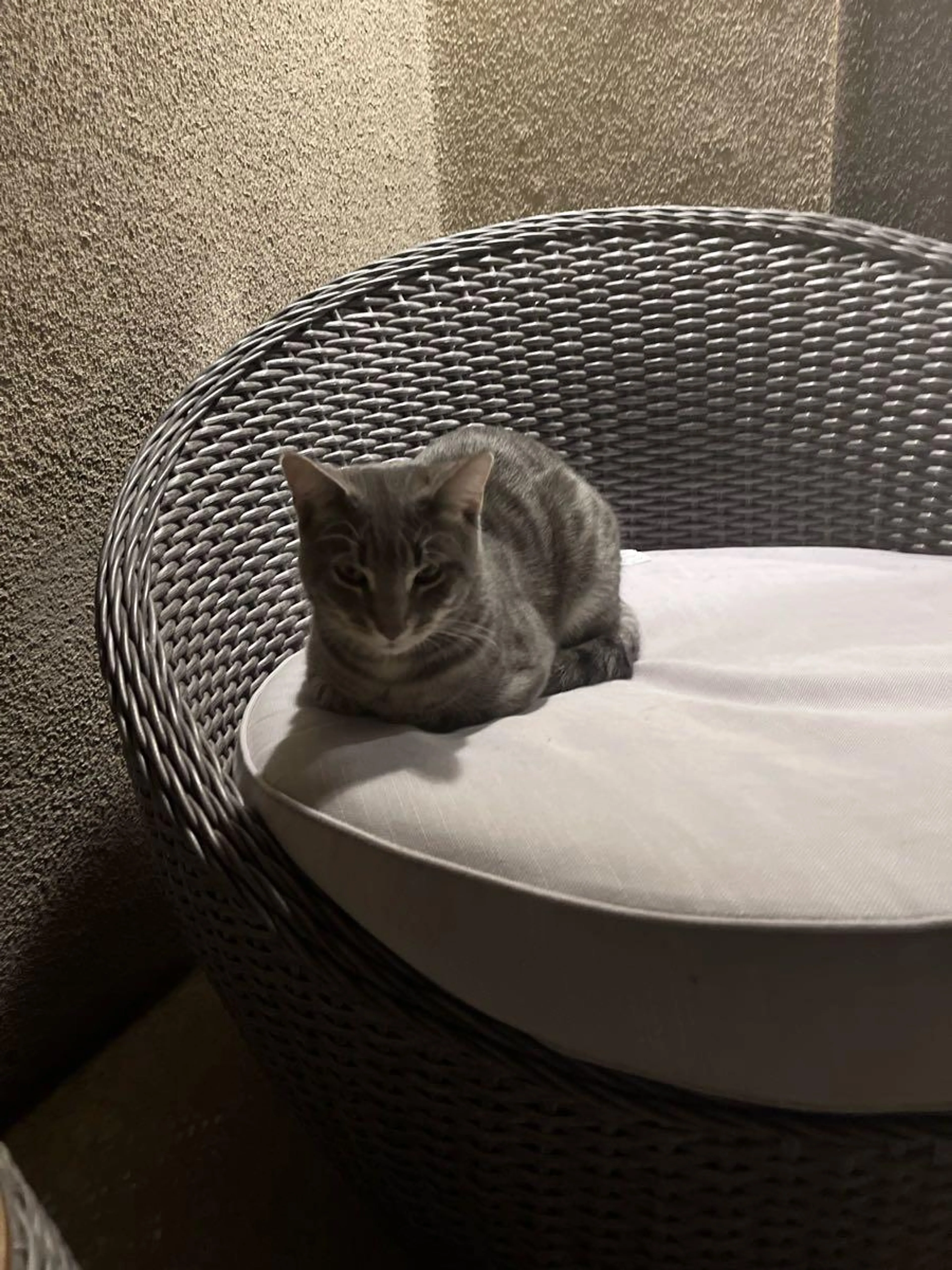 Lost pet
