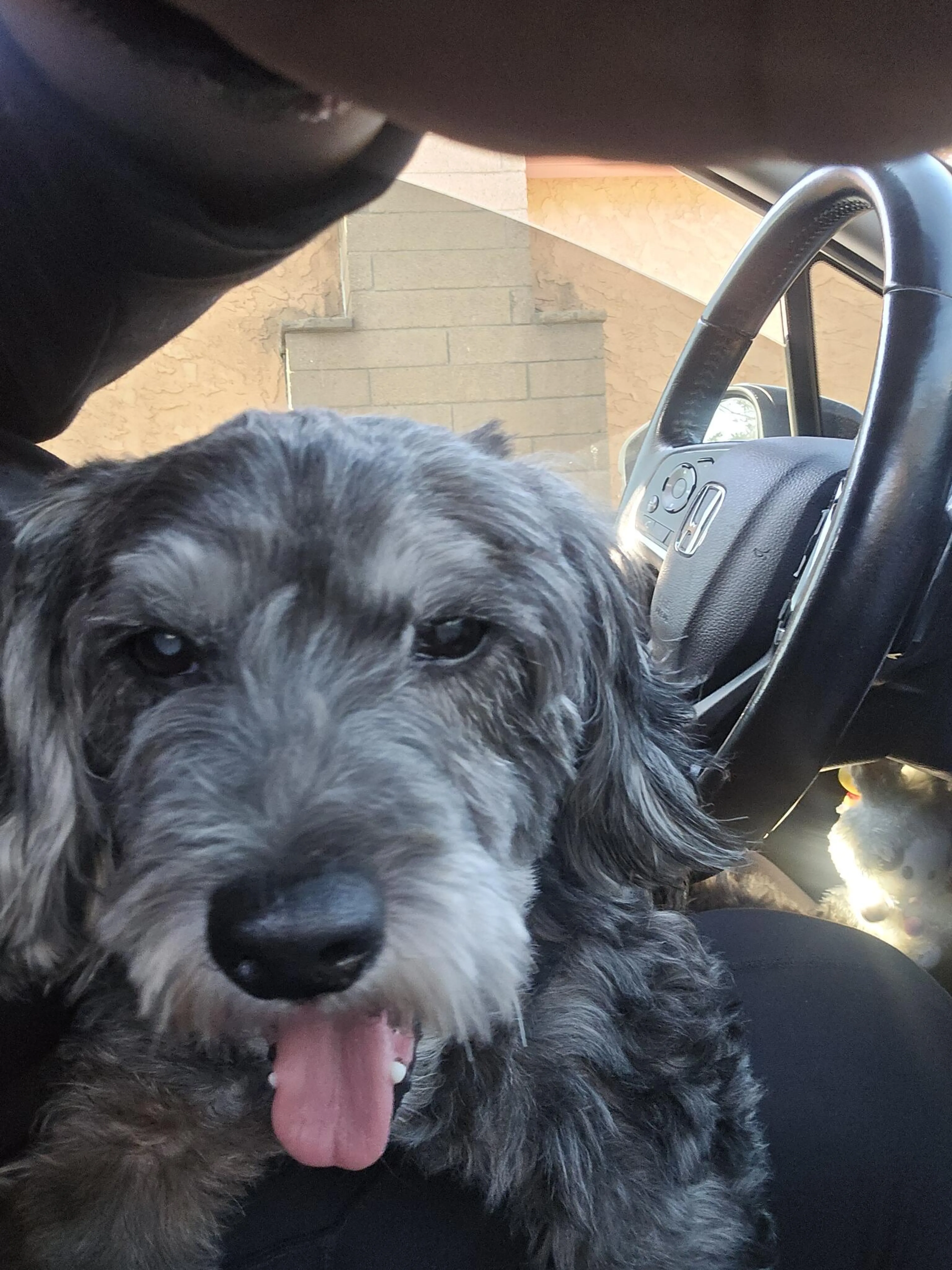 Found pet