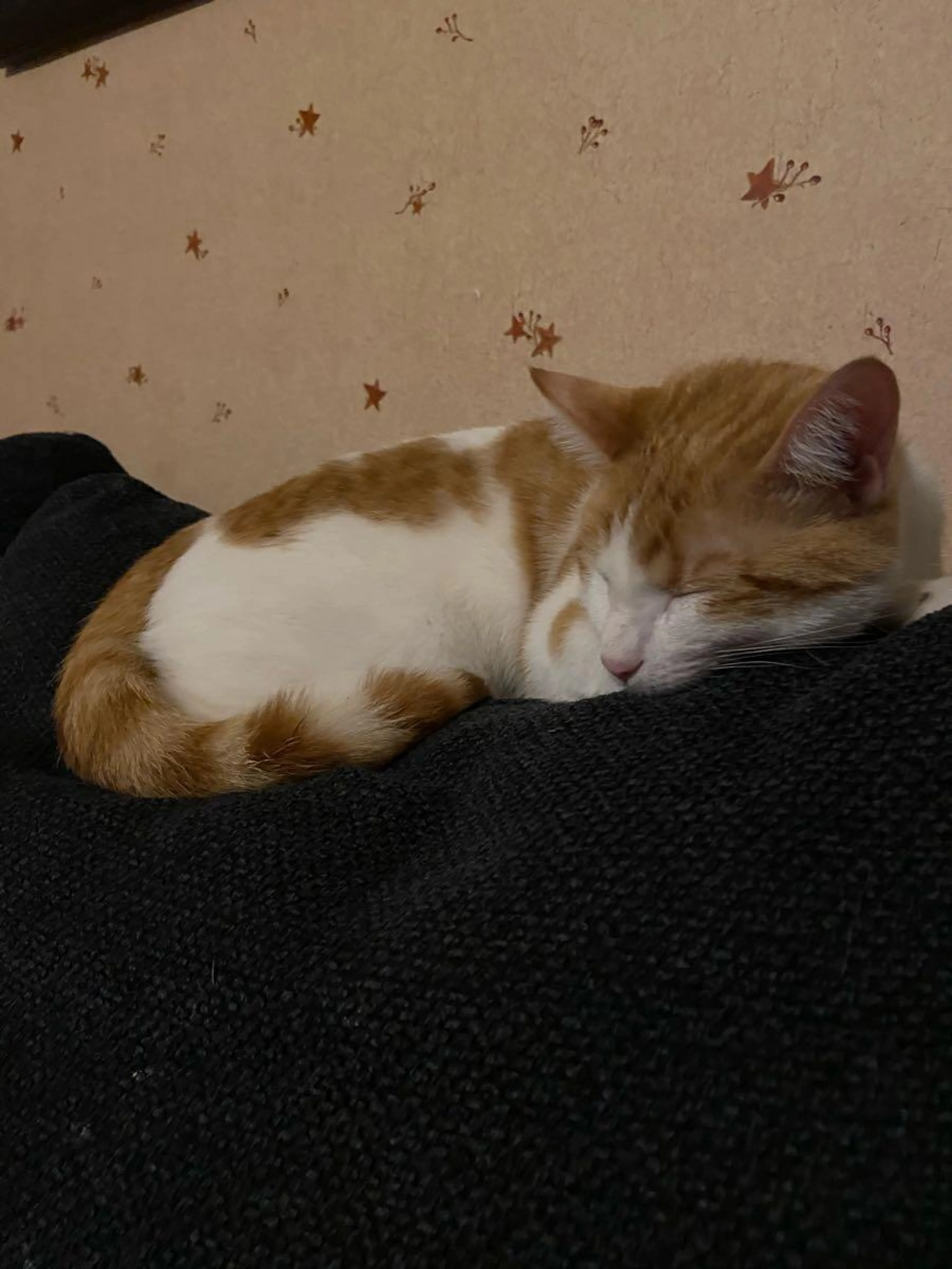 Lost pet