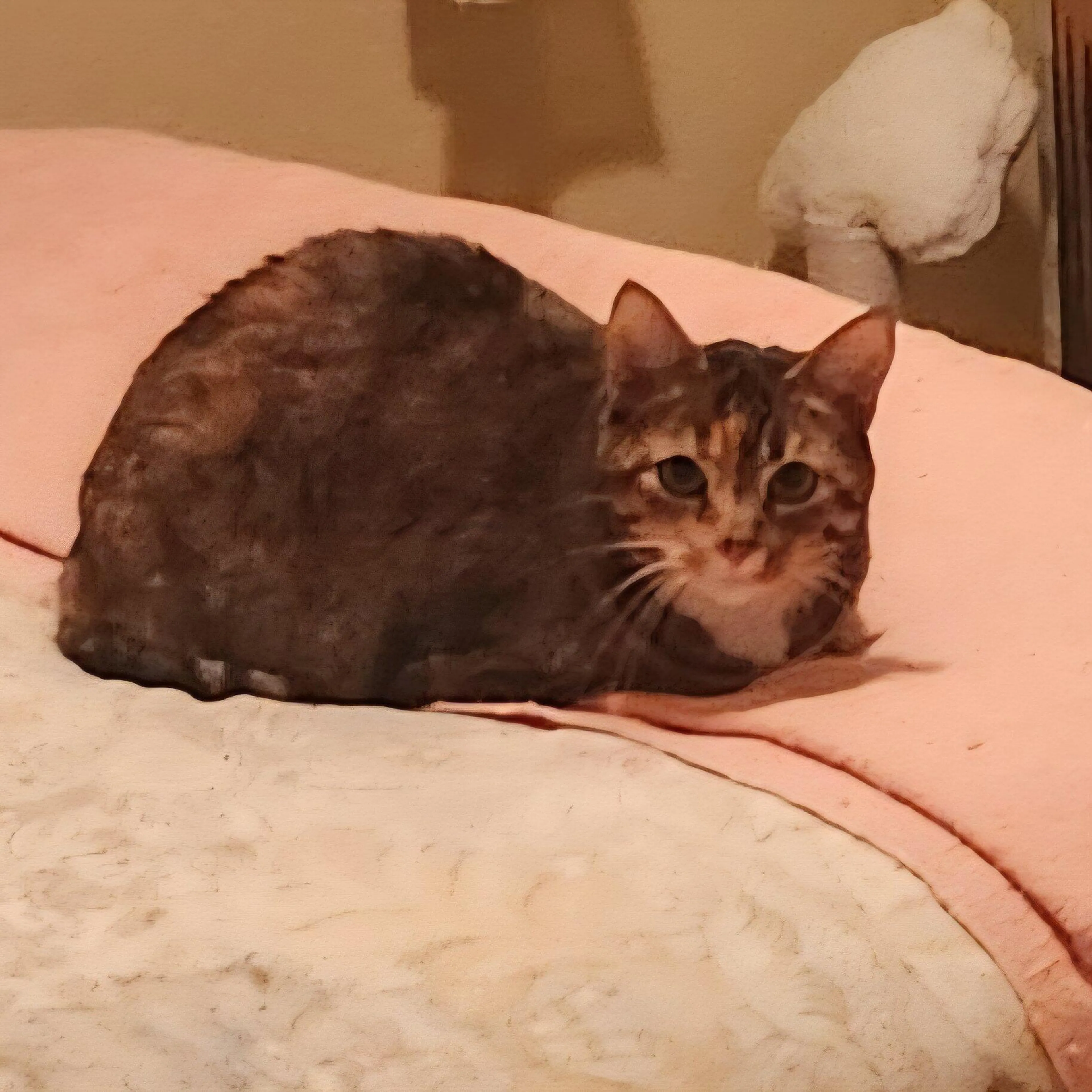 Lost pet