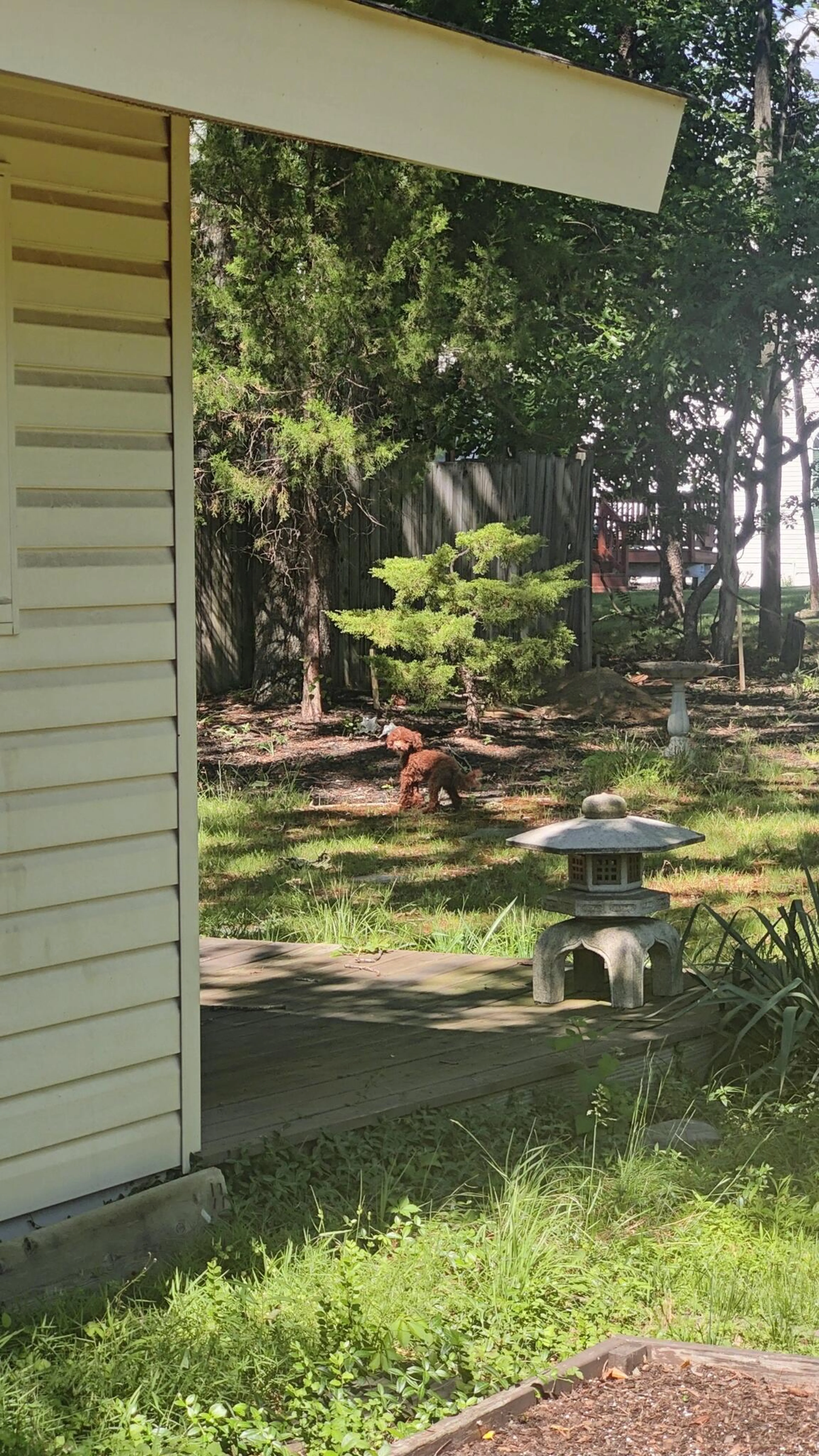 Lost pet