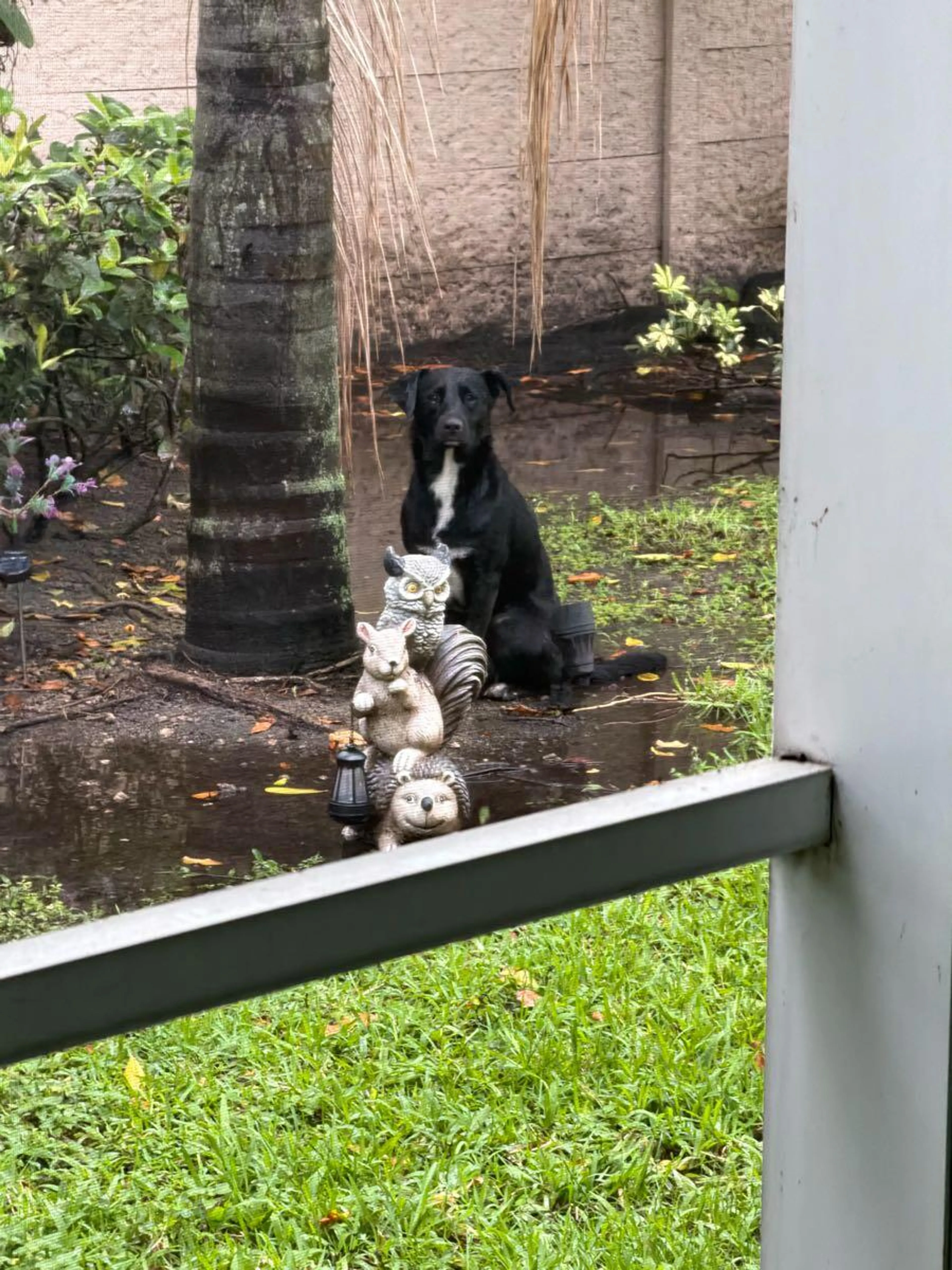 Lost pet