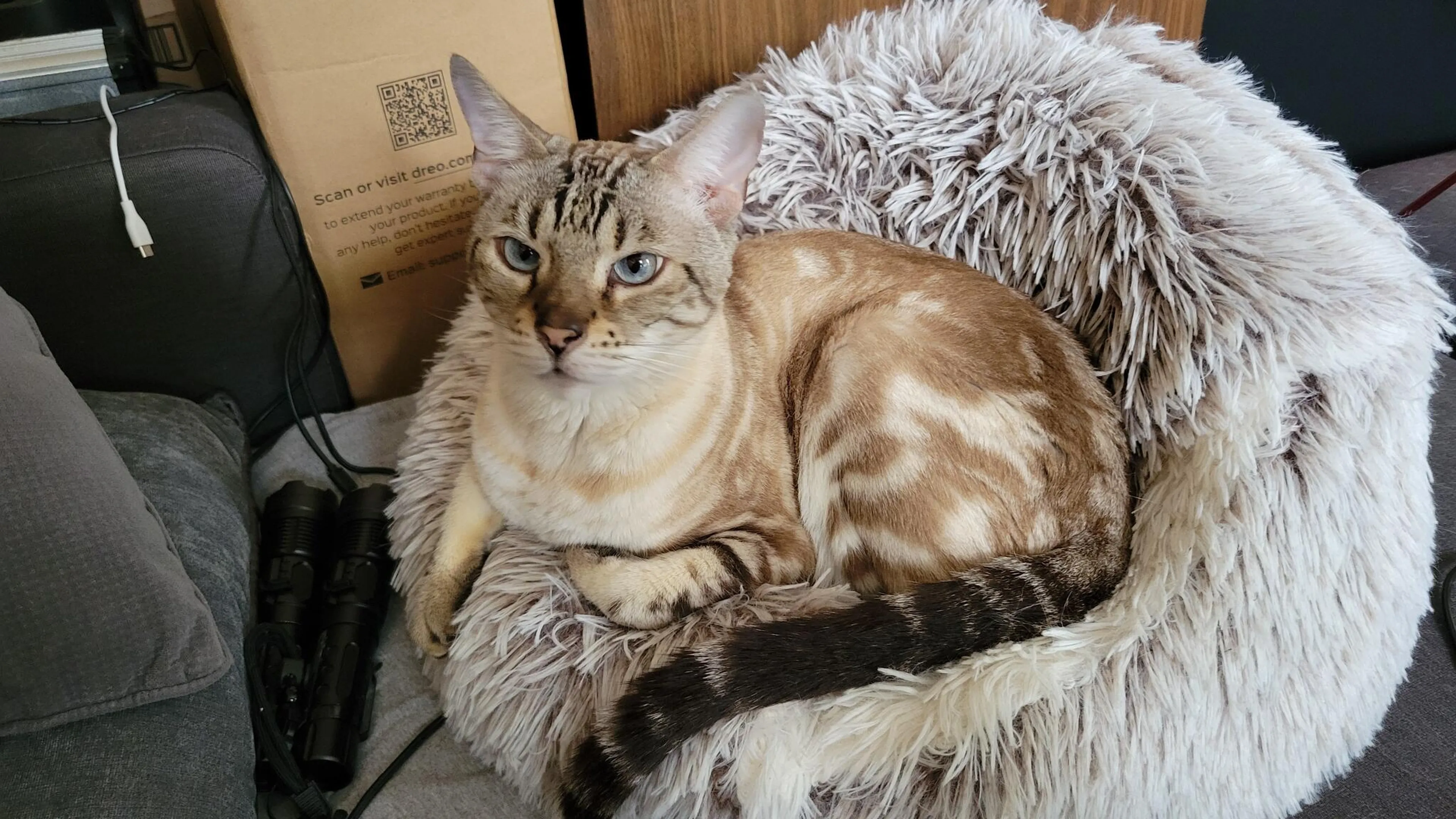 Lost pet