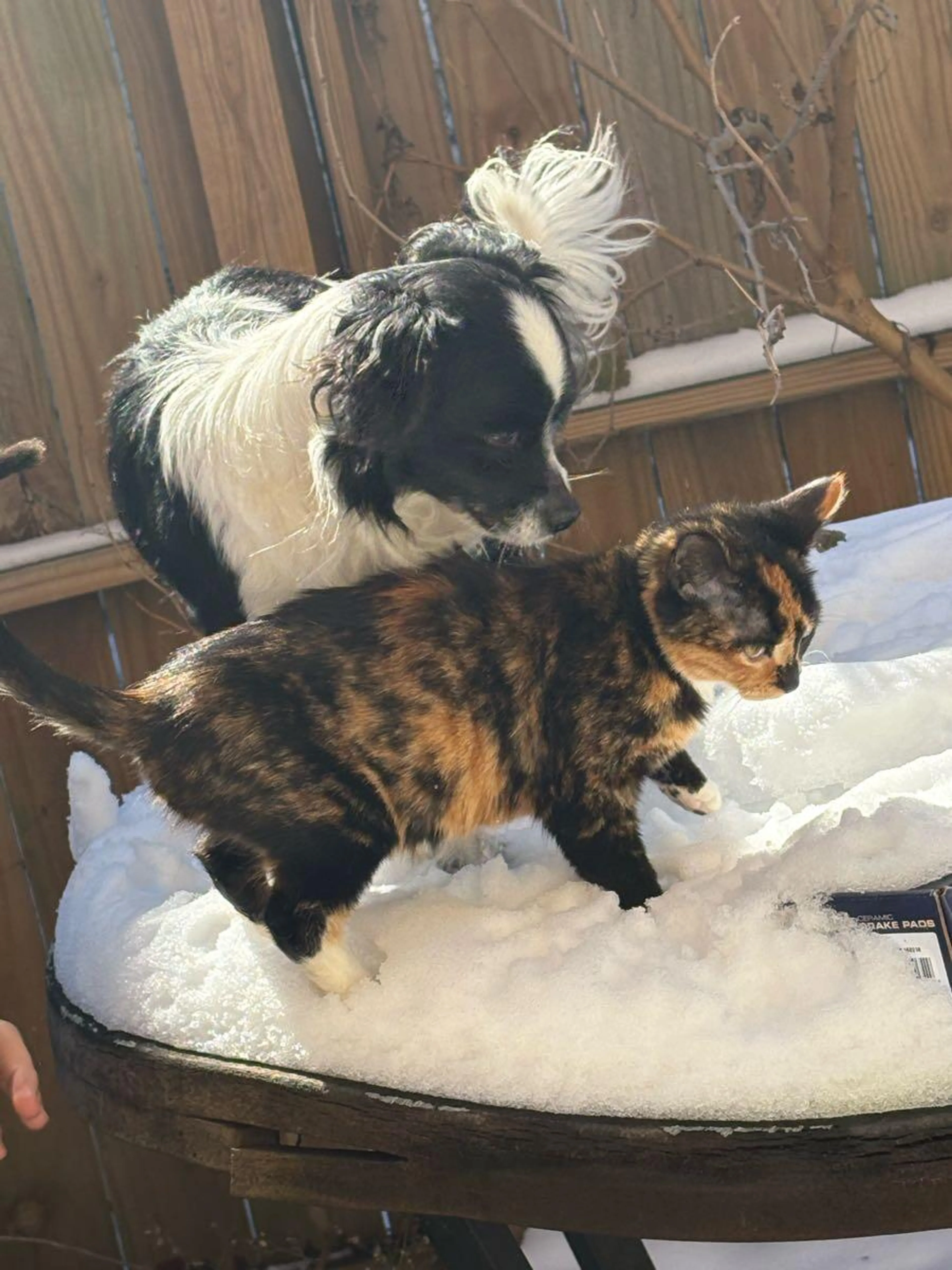 Lost pet