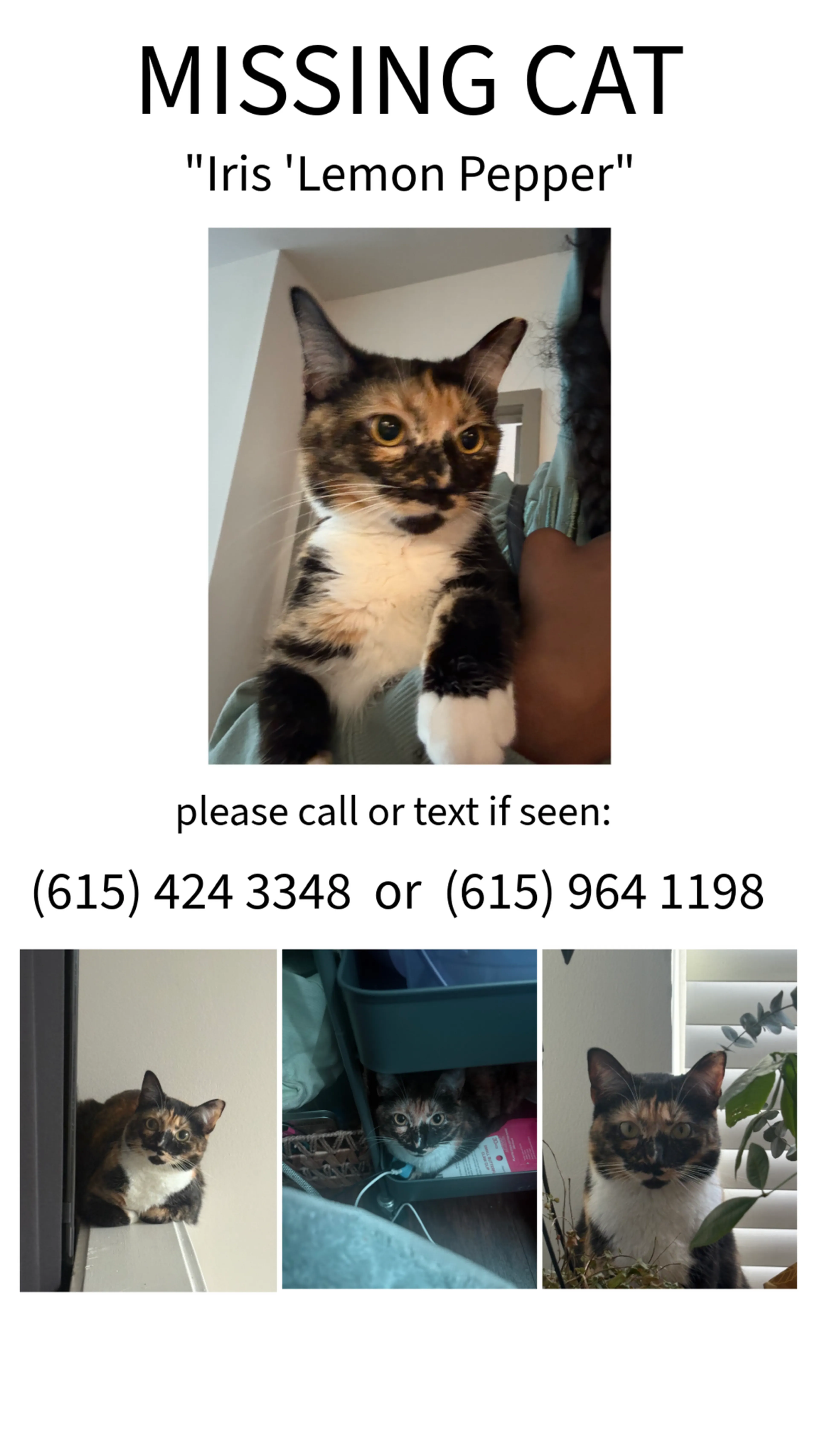 Lost pet