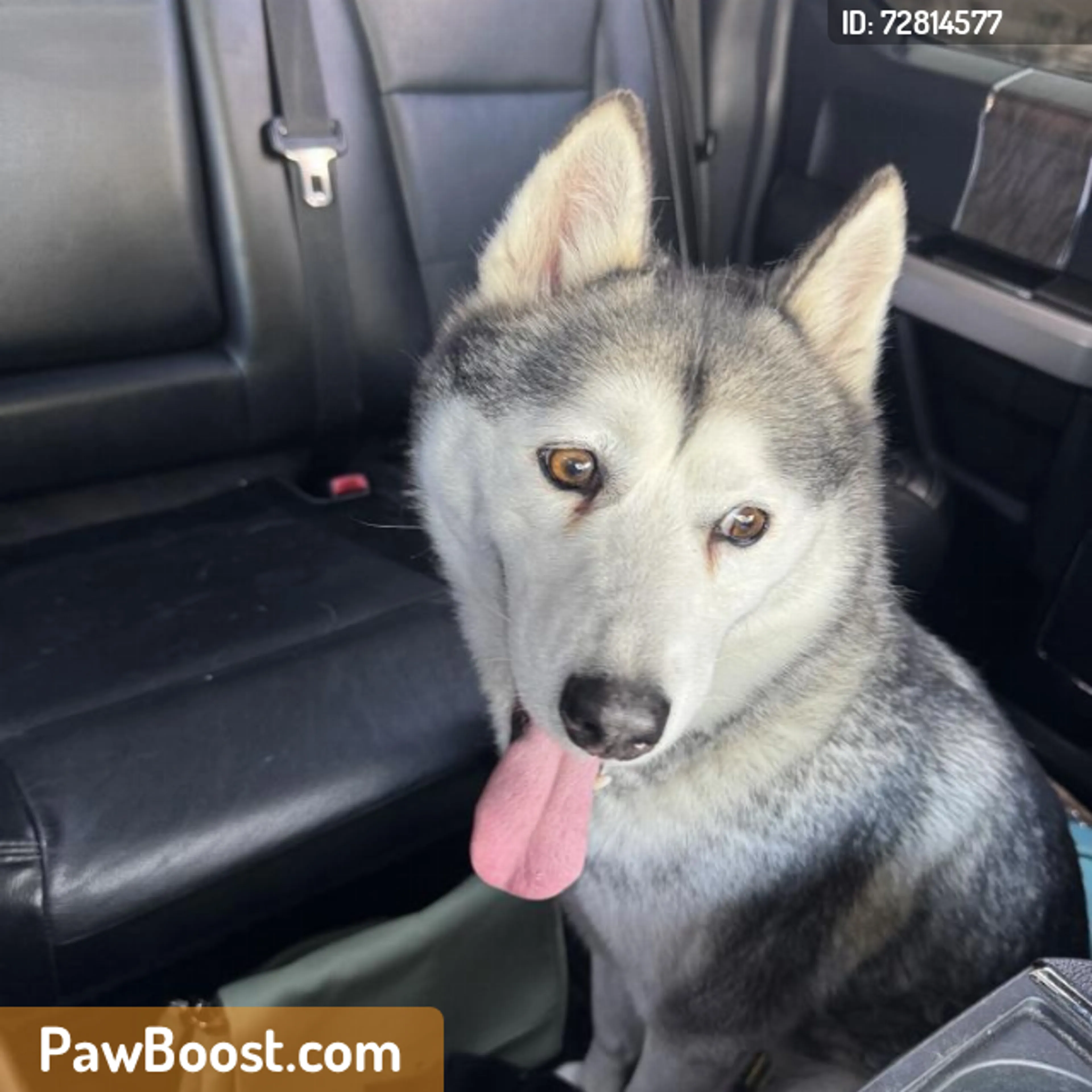 Found pet