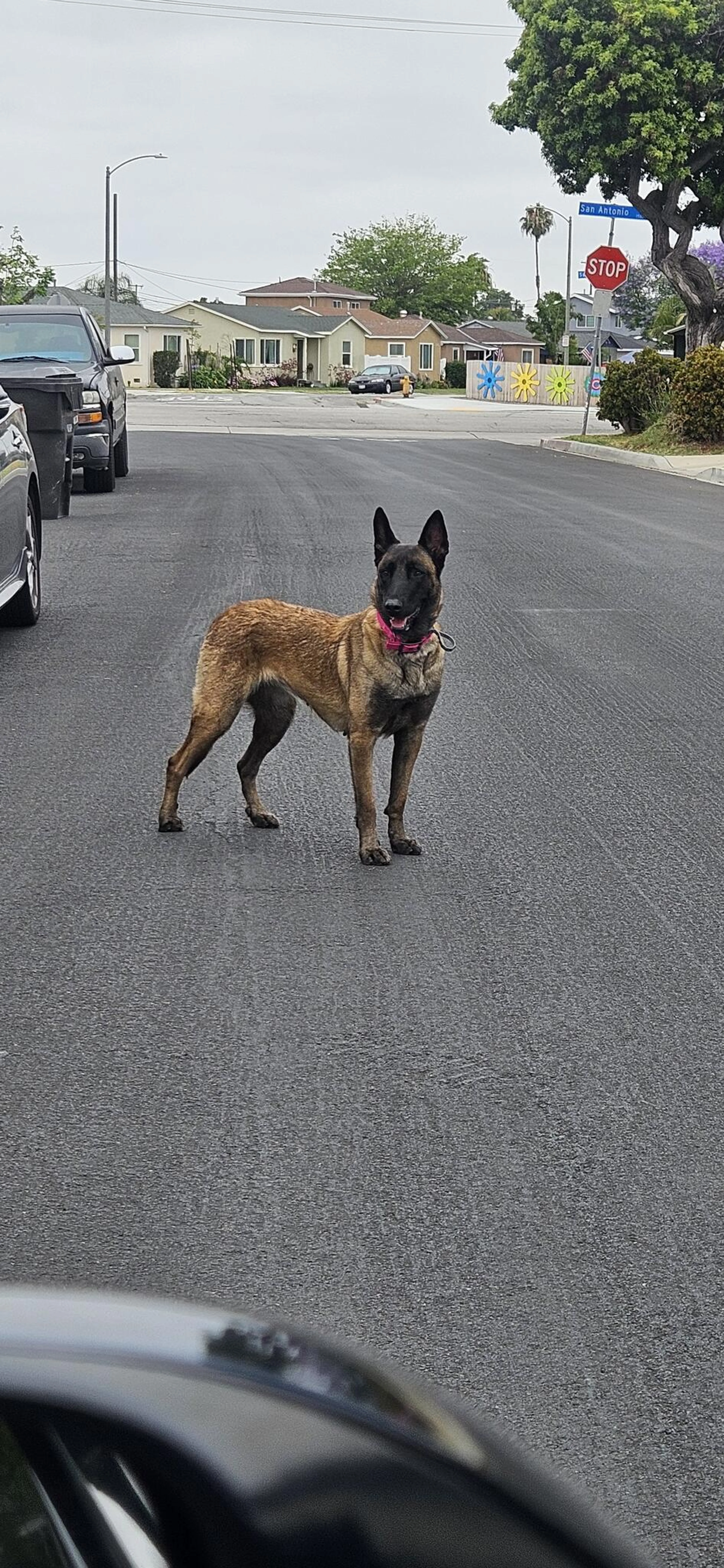 Found pet