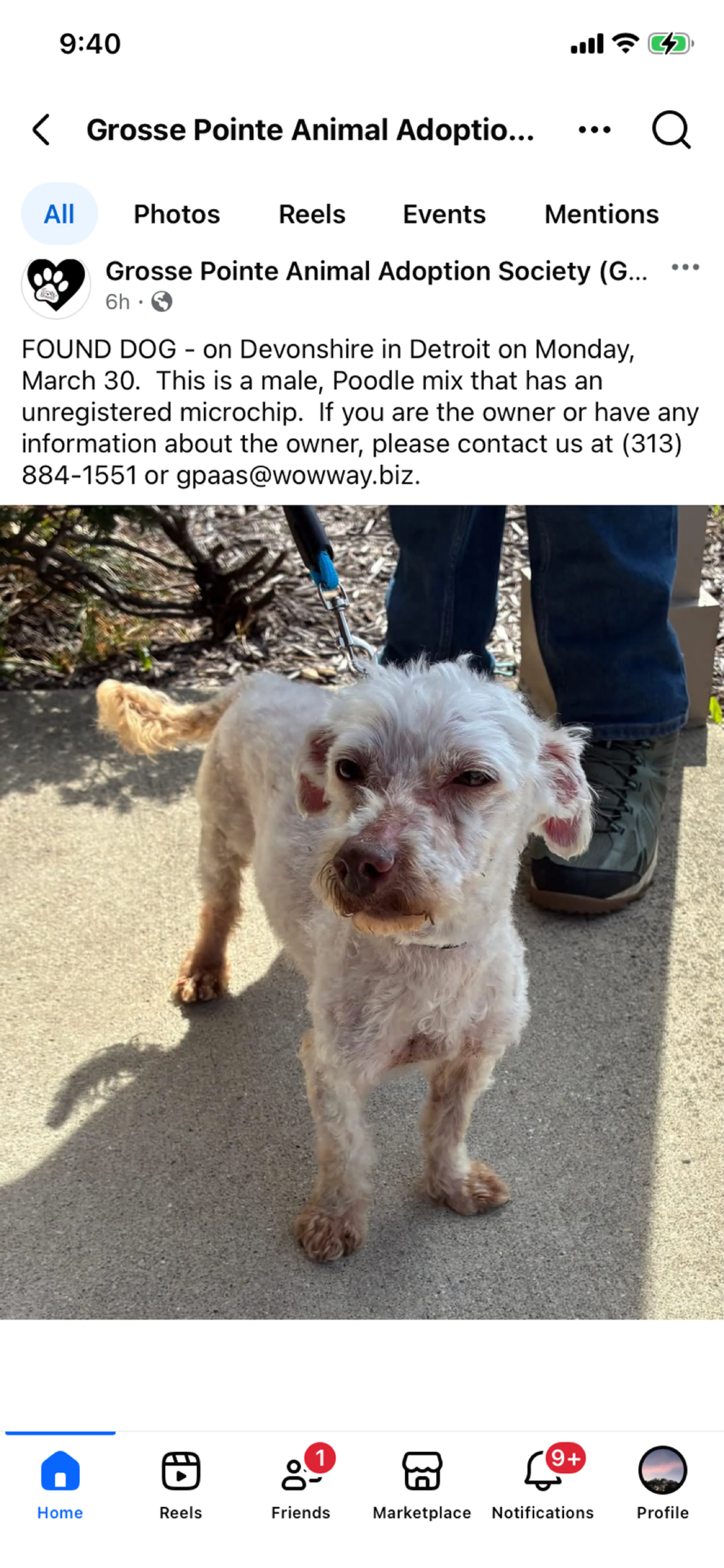Found pet