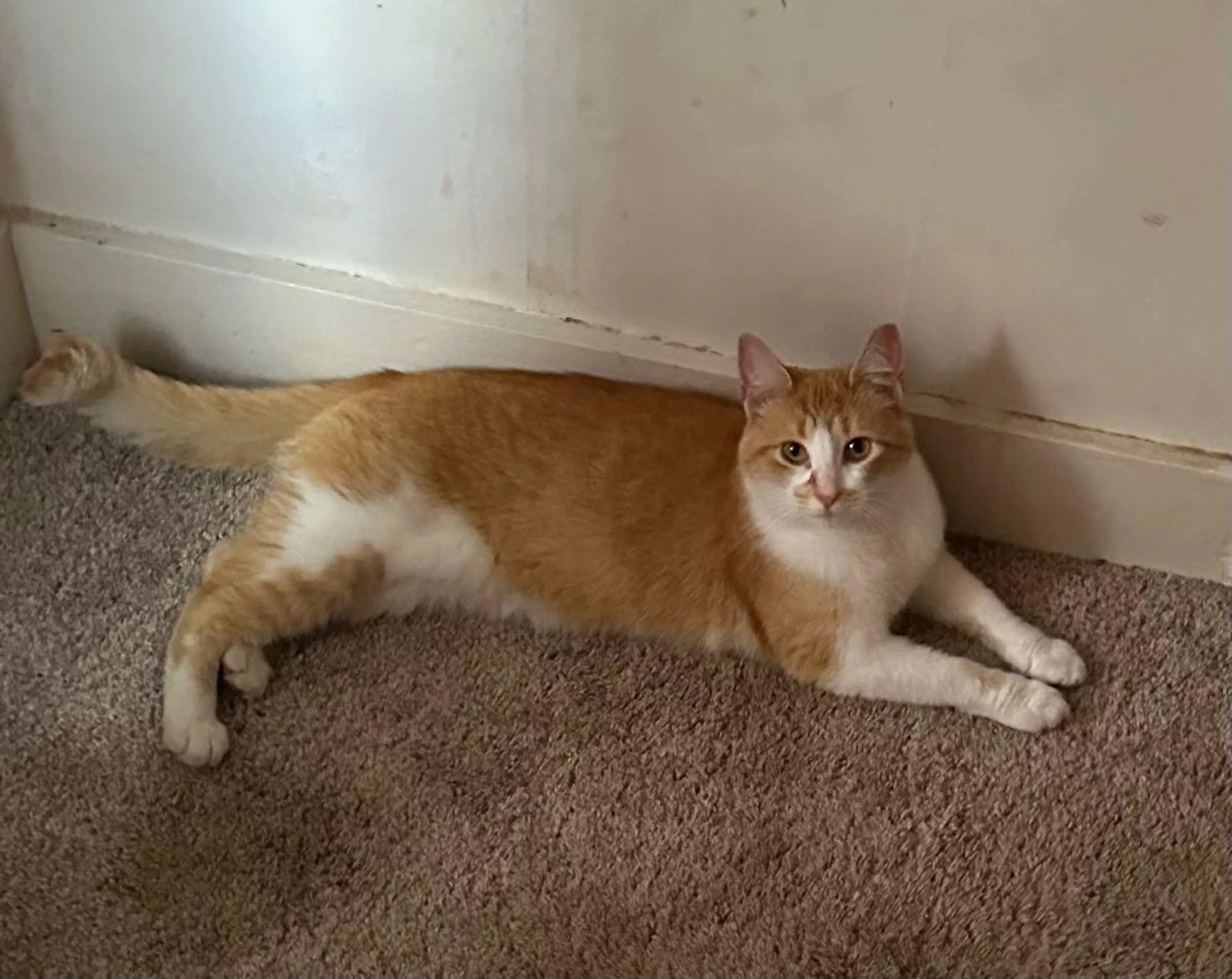 Found pet