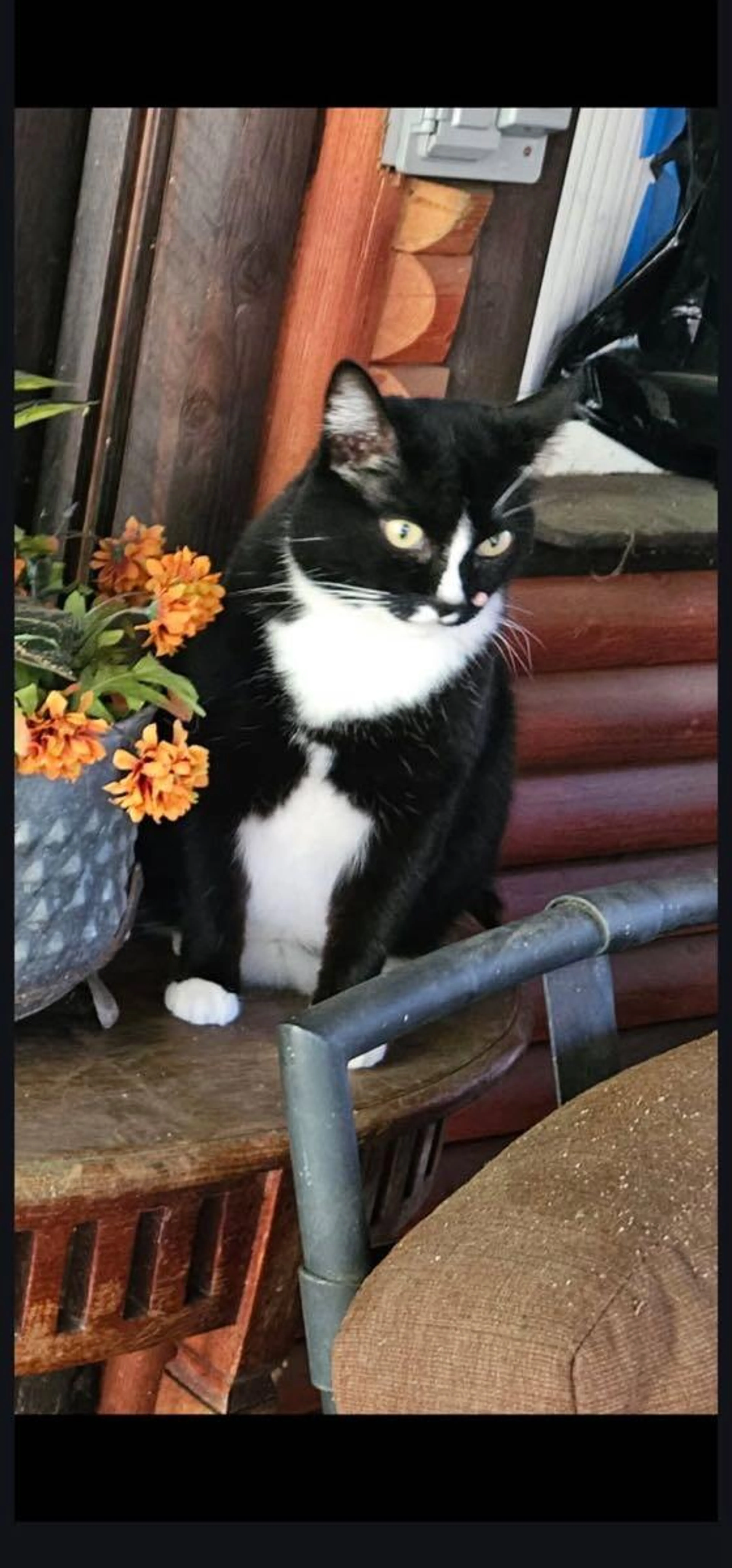Lost pet