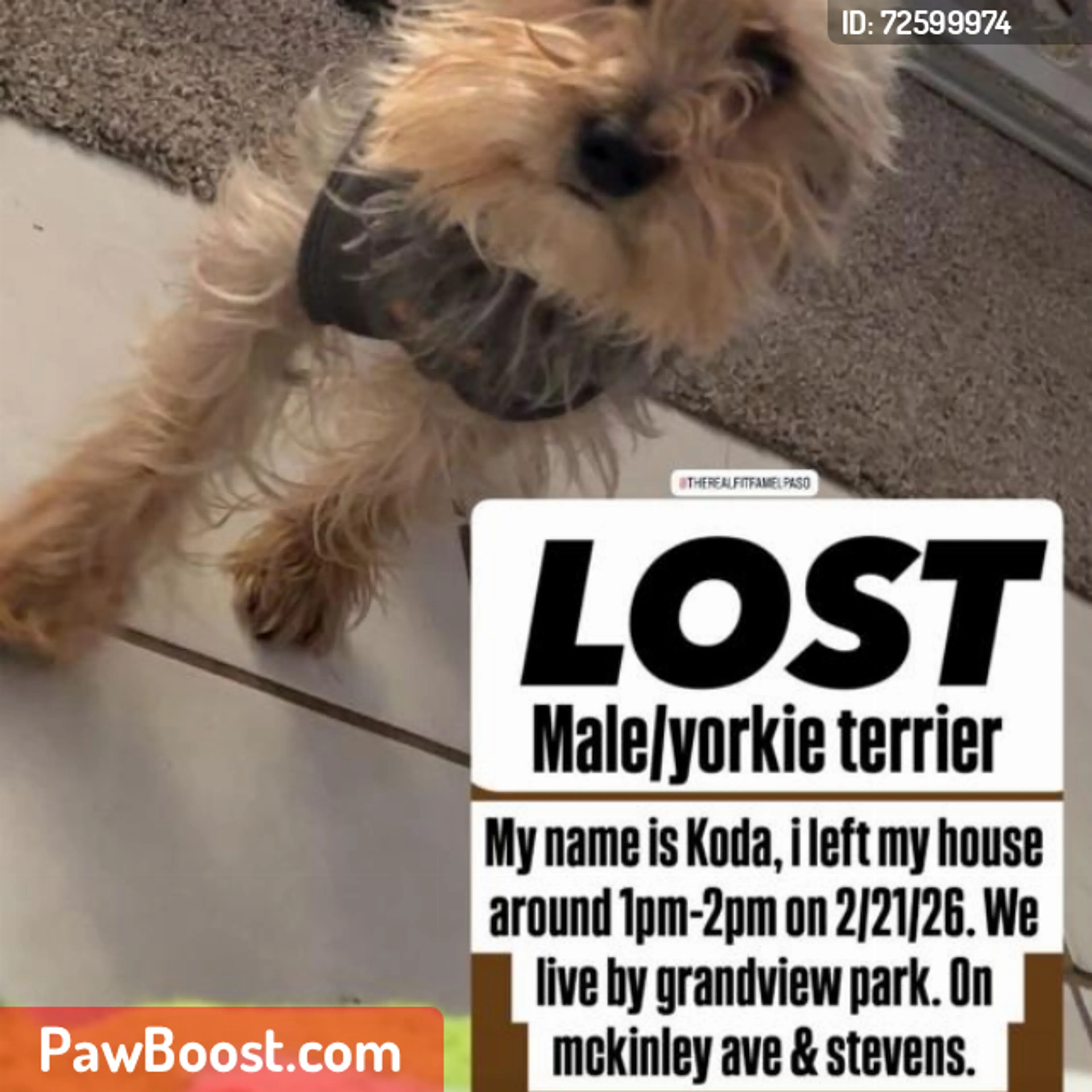 Lost pet