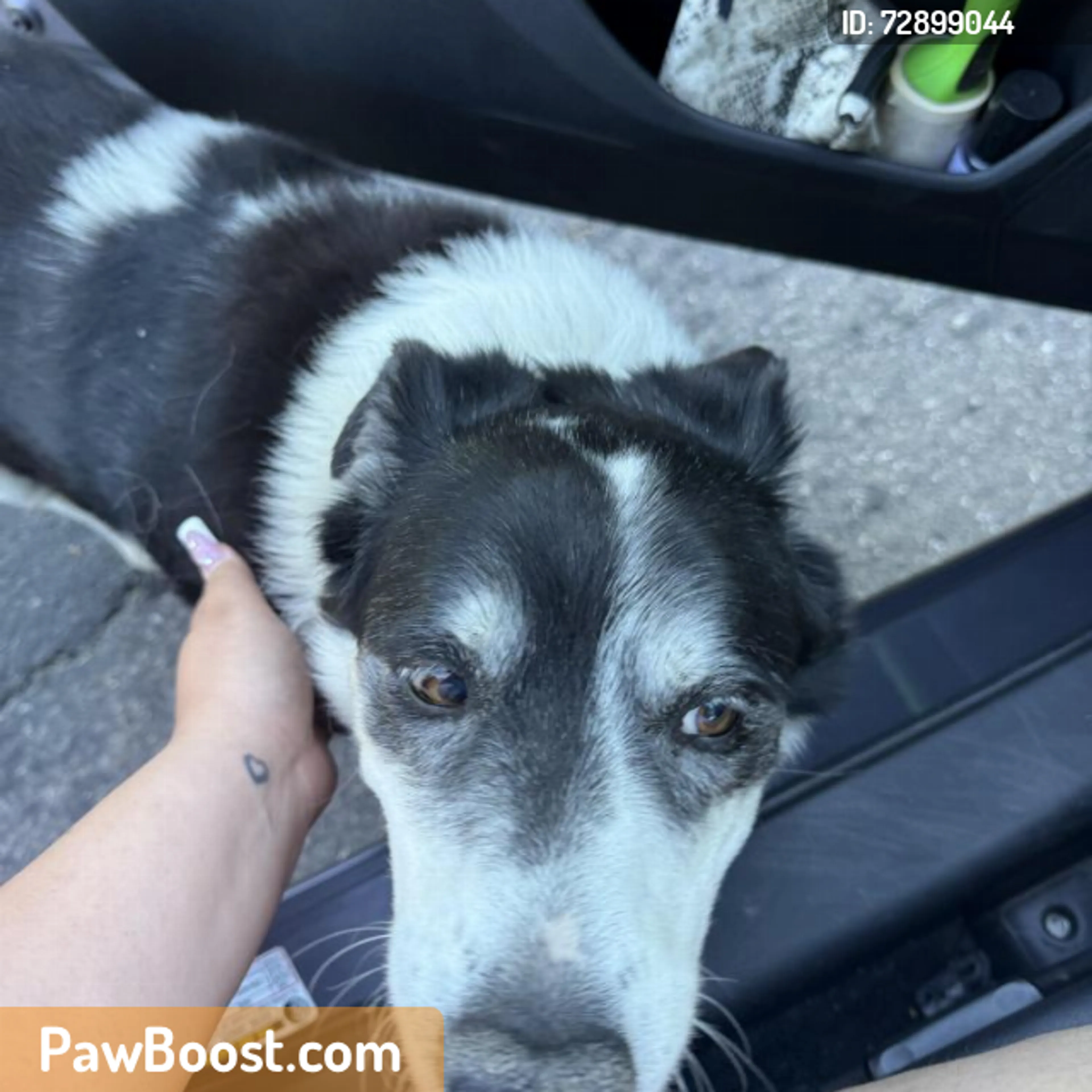 Found pet
