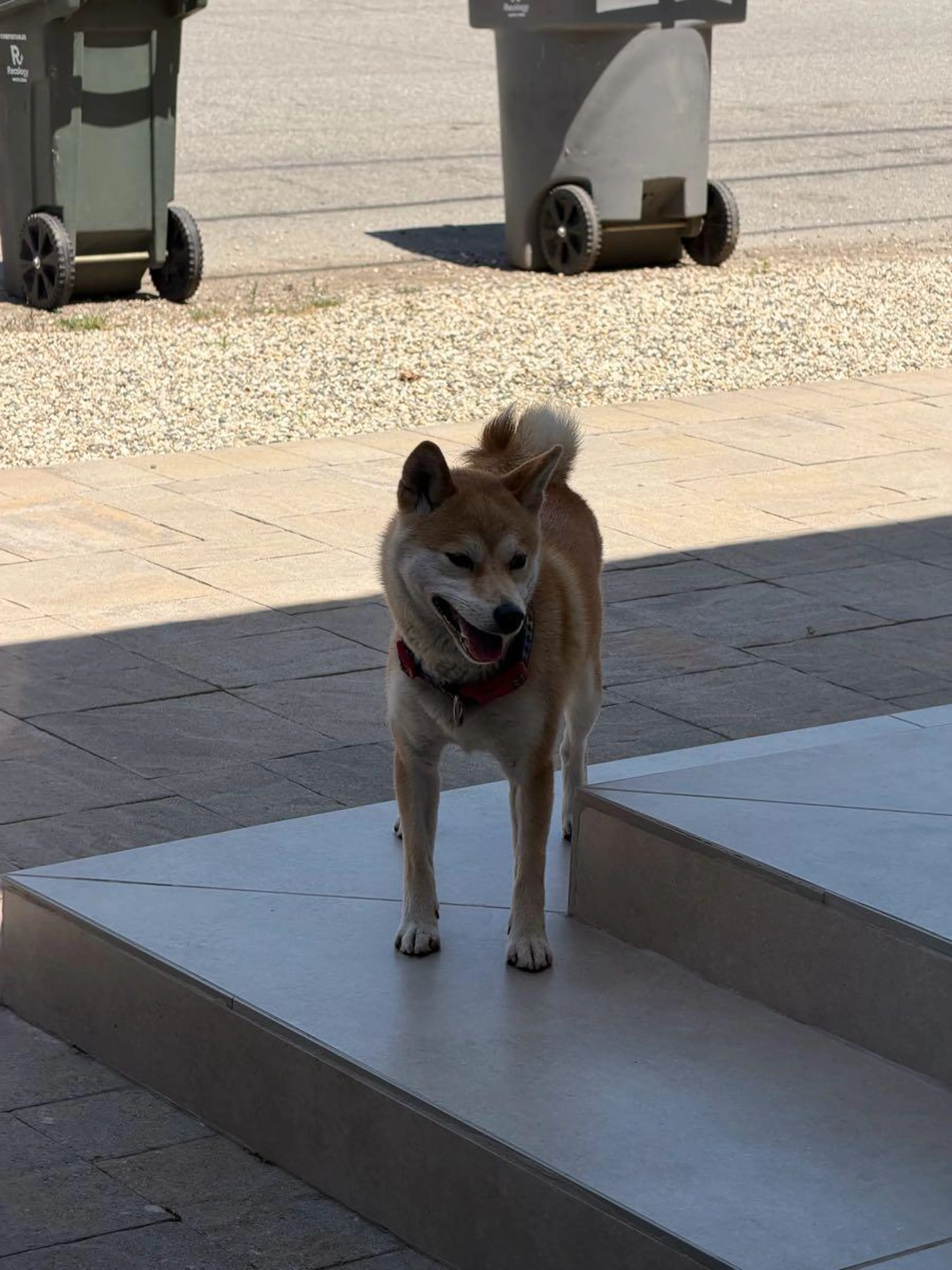 Found pet