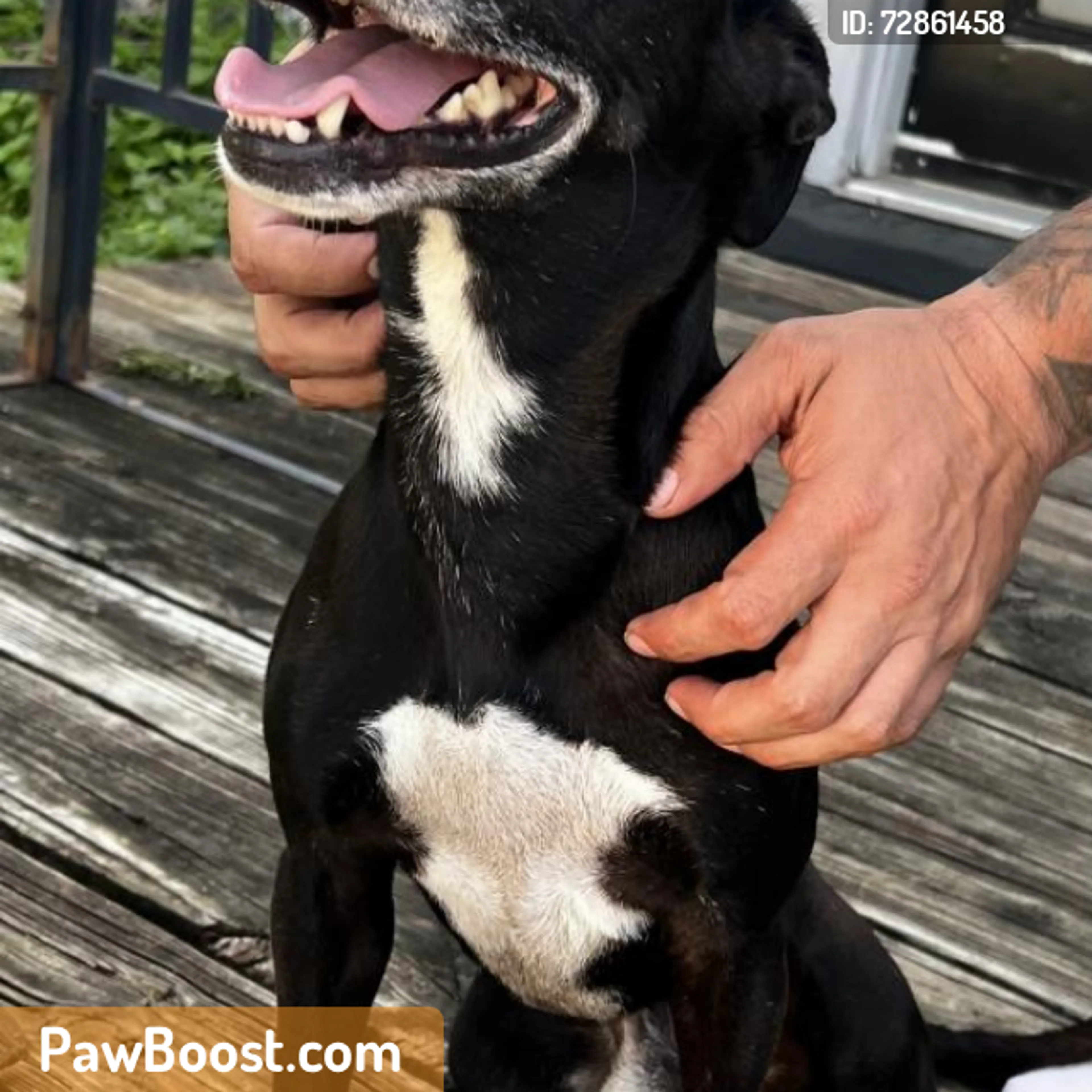 Found pet