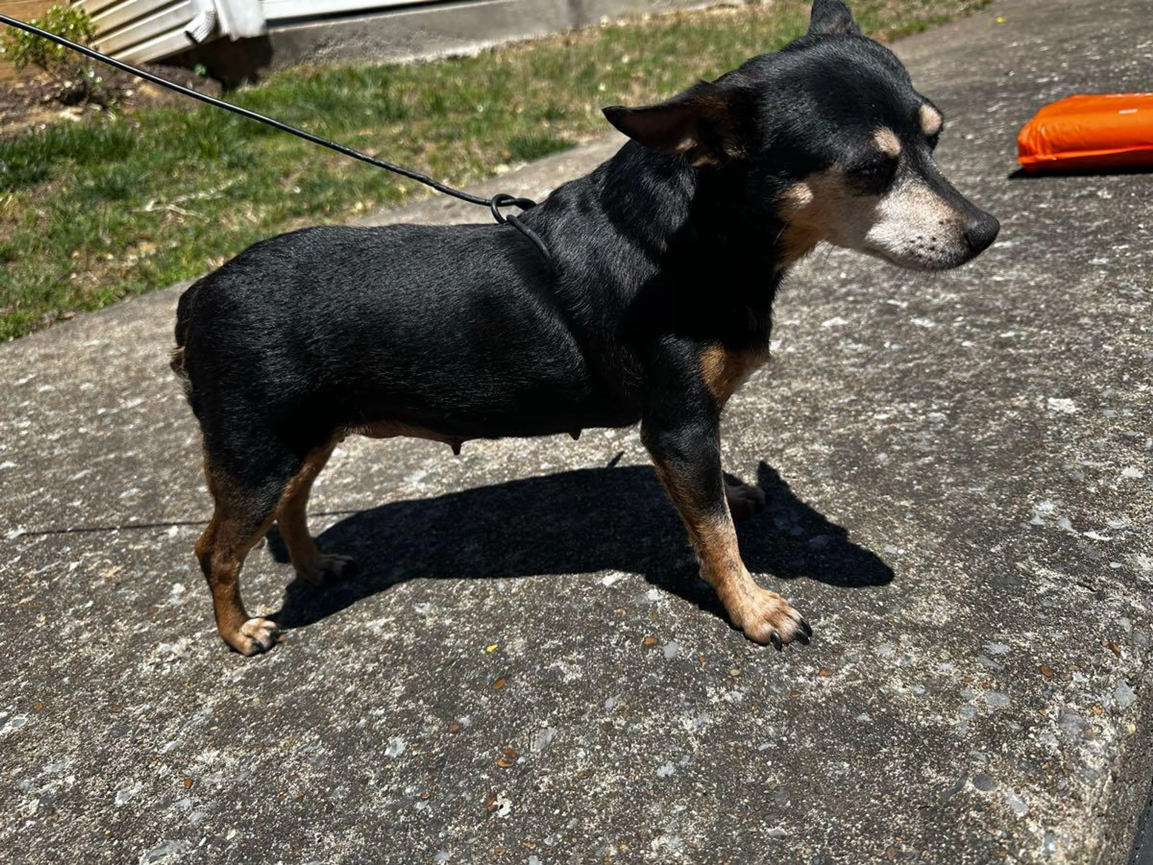 Found pet