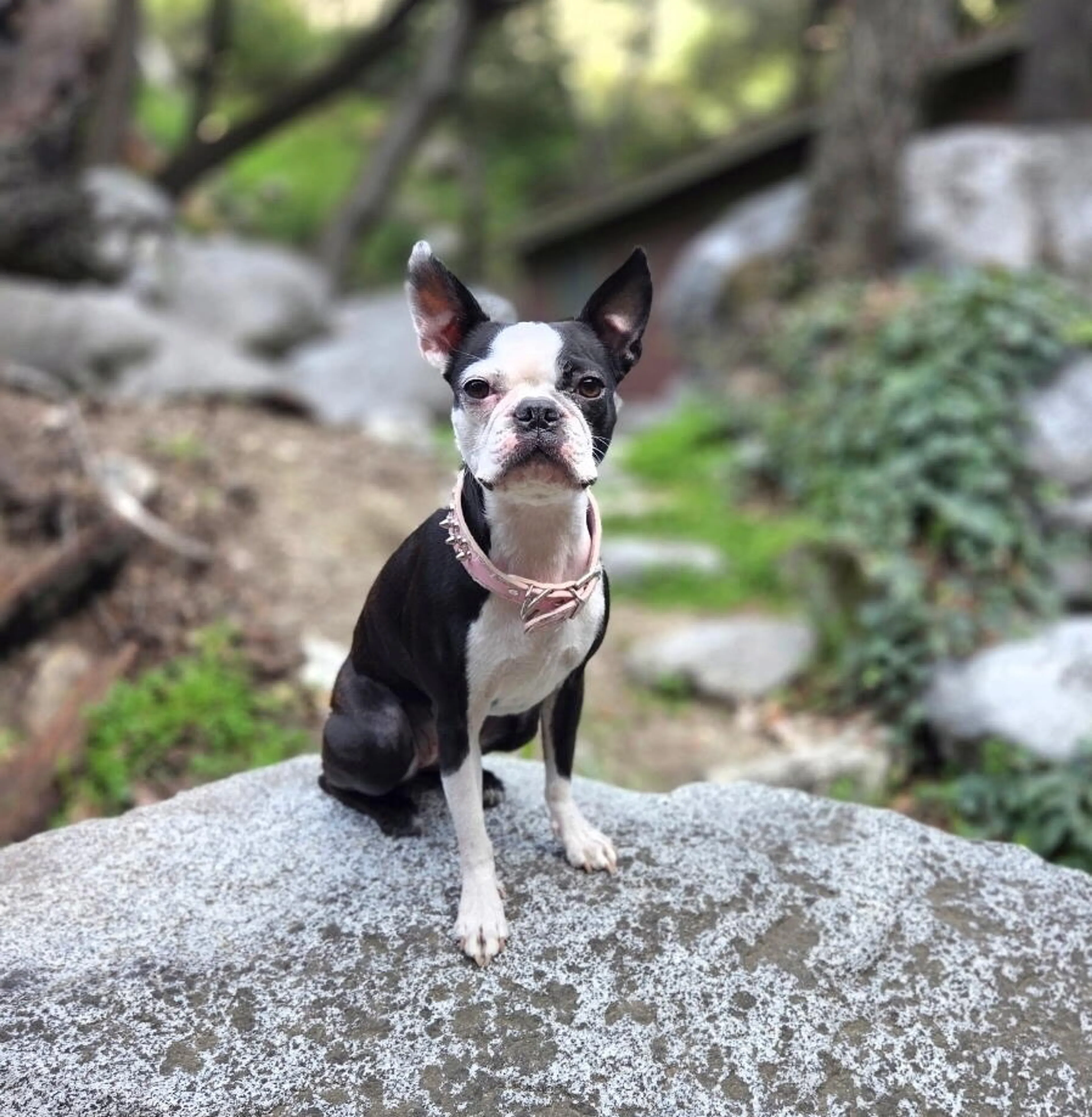 Lost pet