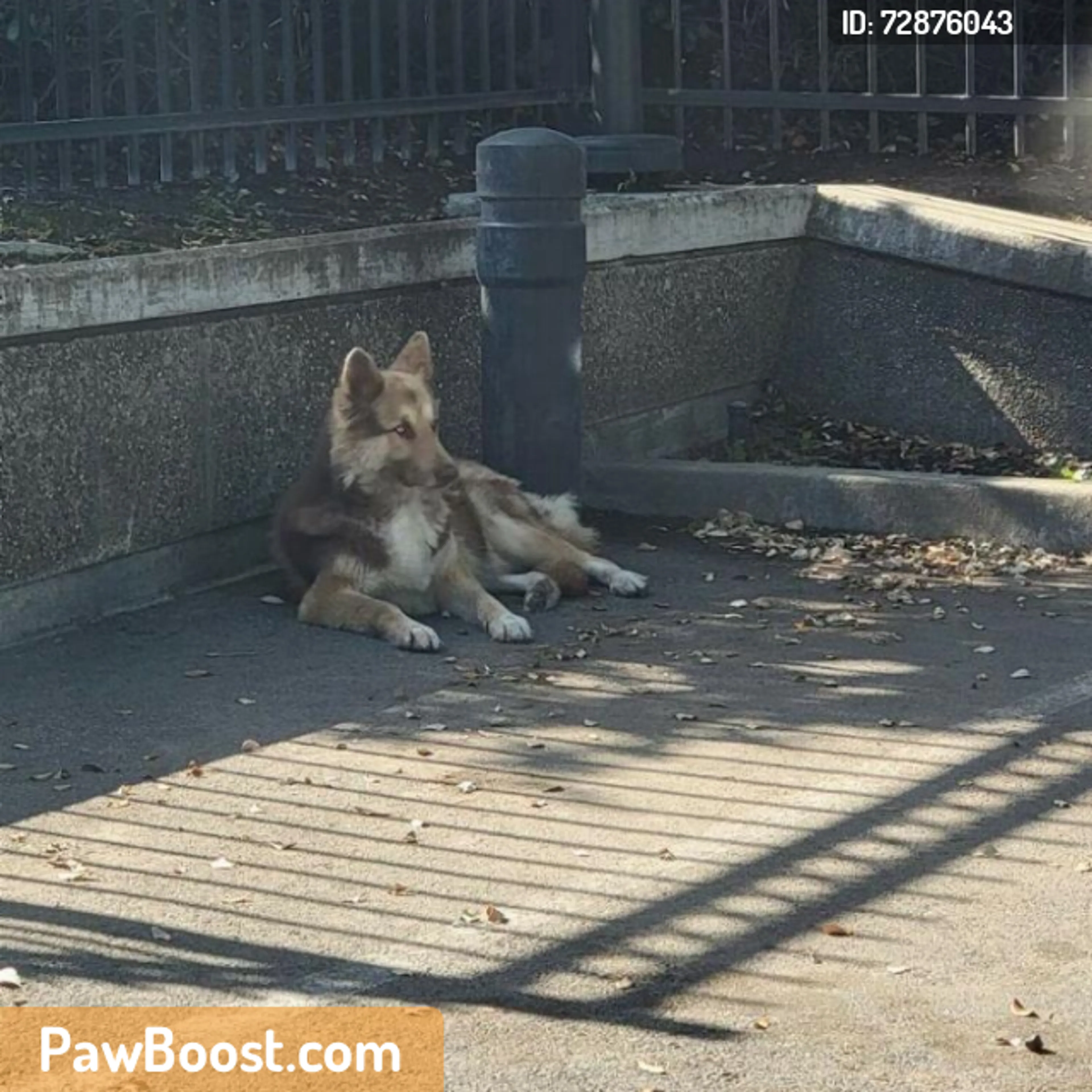 Found pet