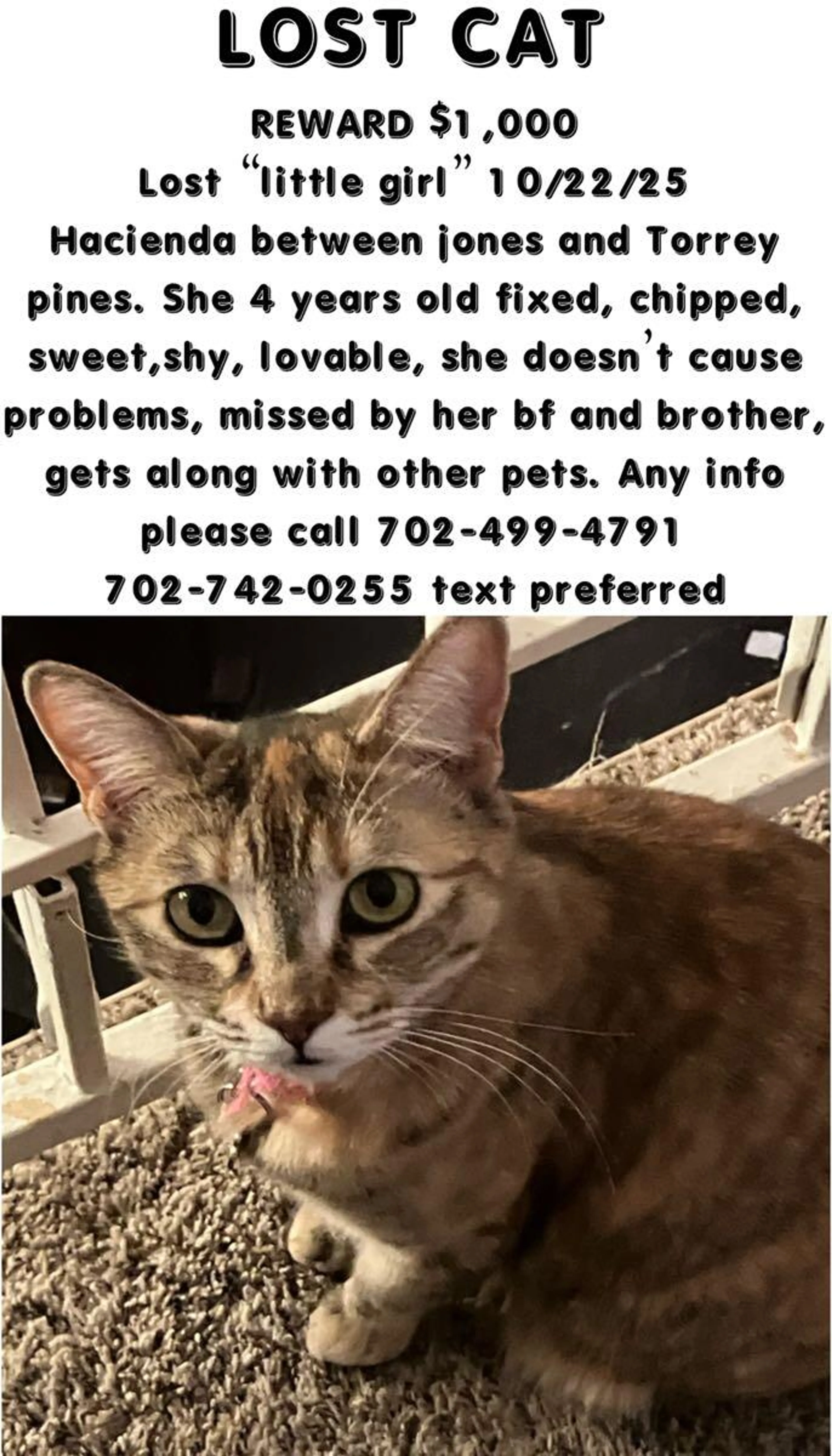 Lost pet