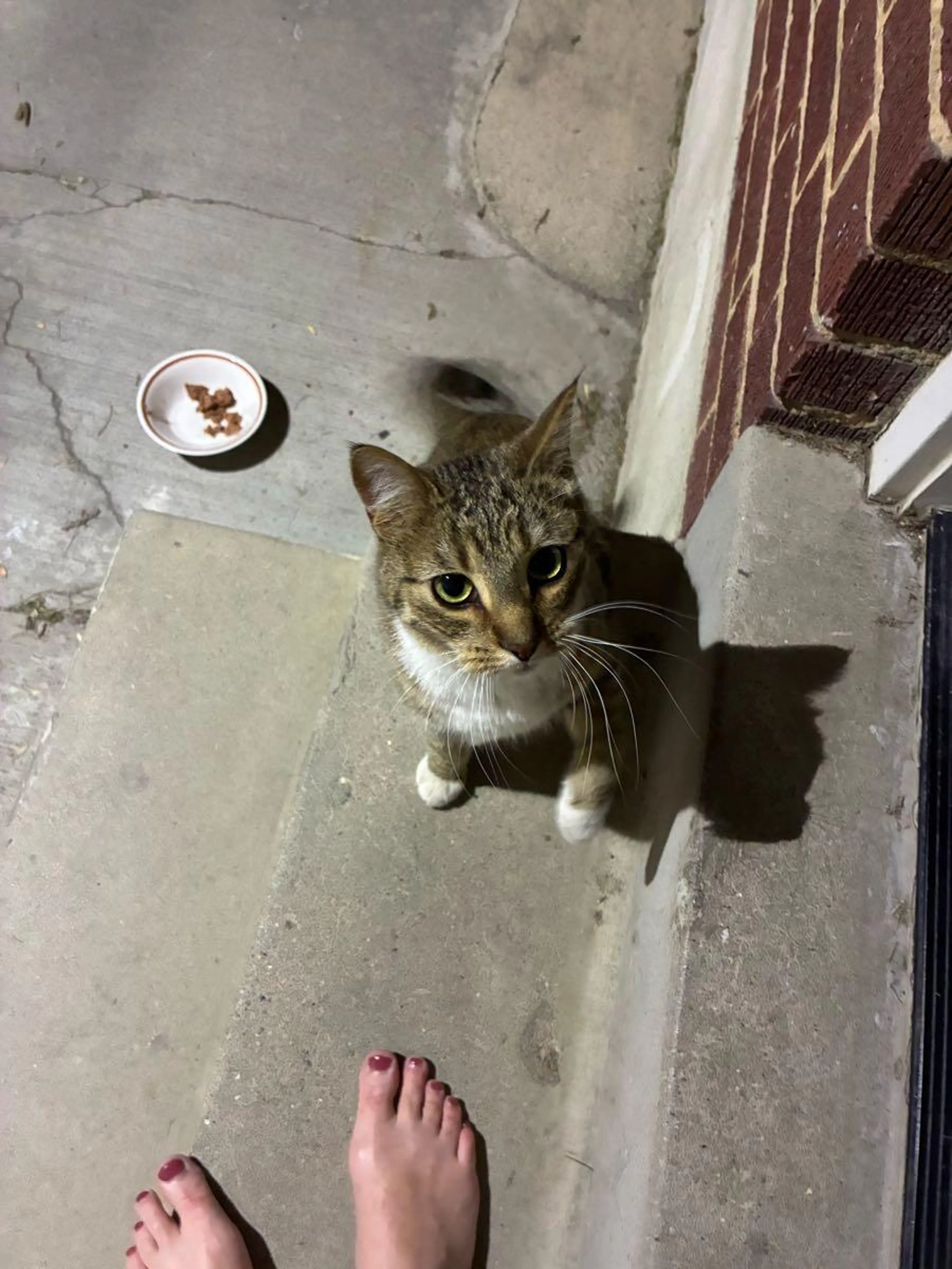Found pet