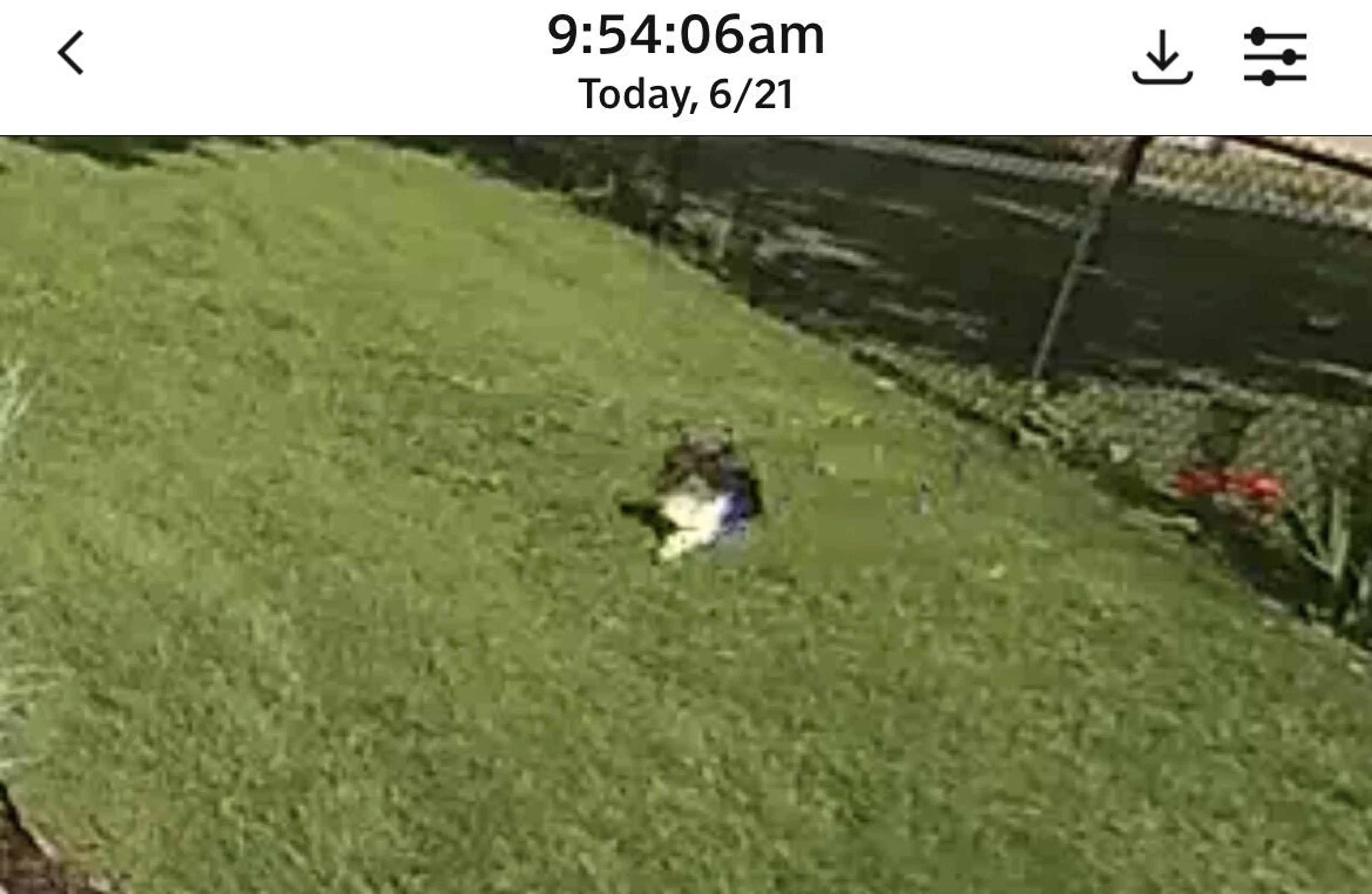 cdn image