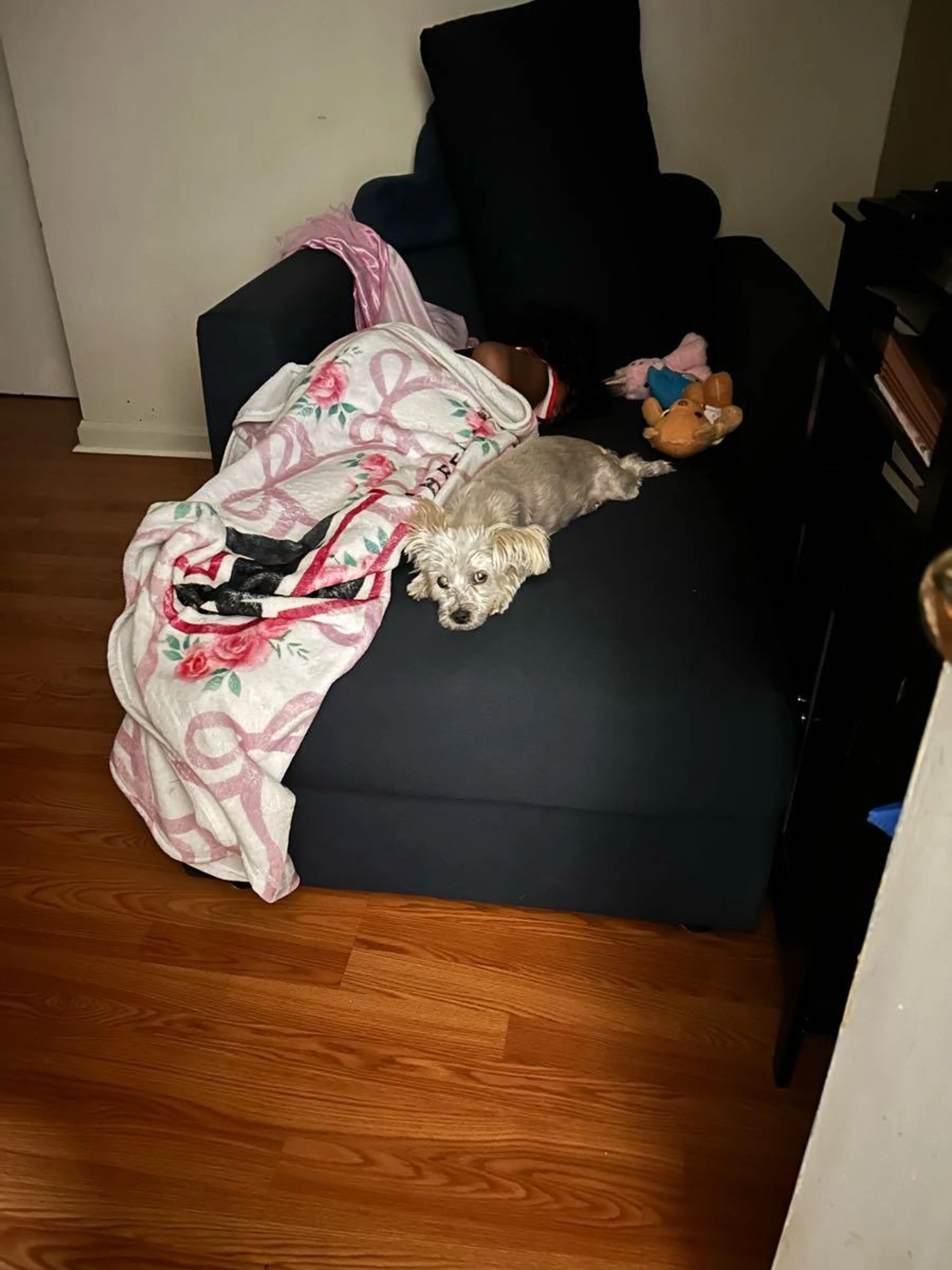 Lost pet