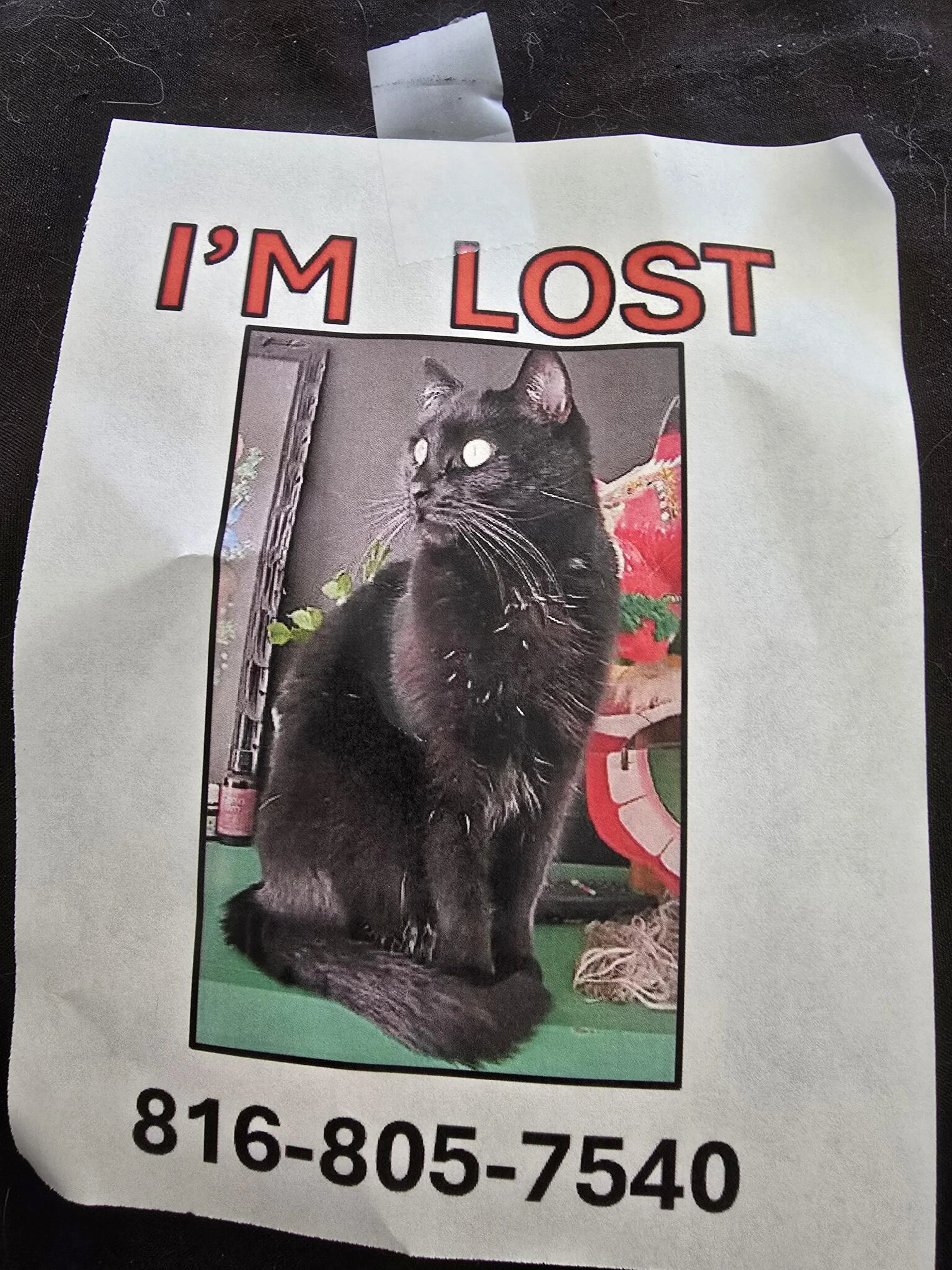 Lost pet