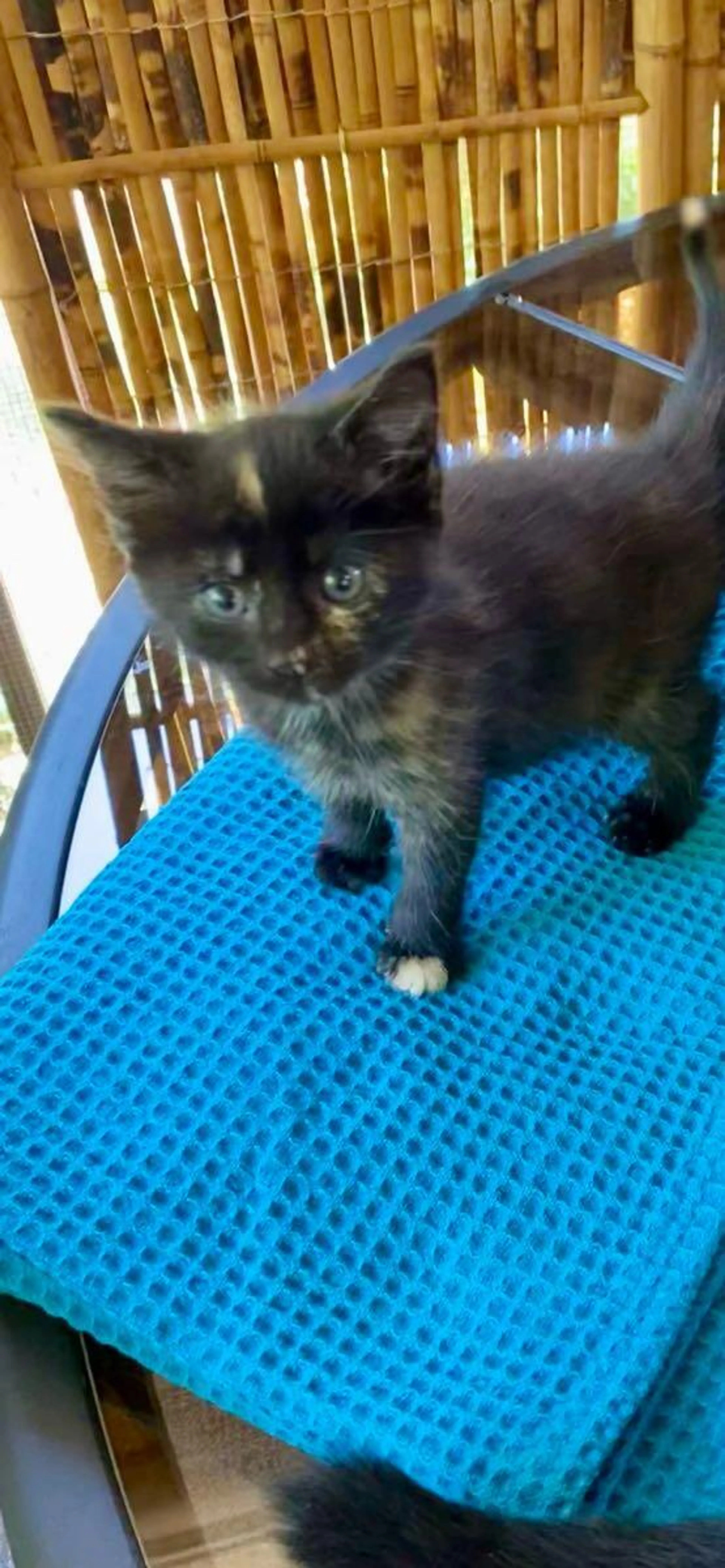 Found pet