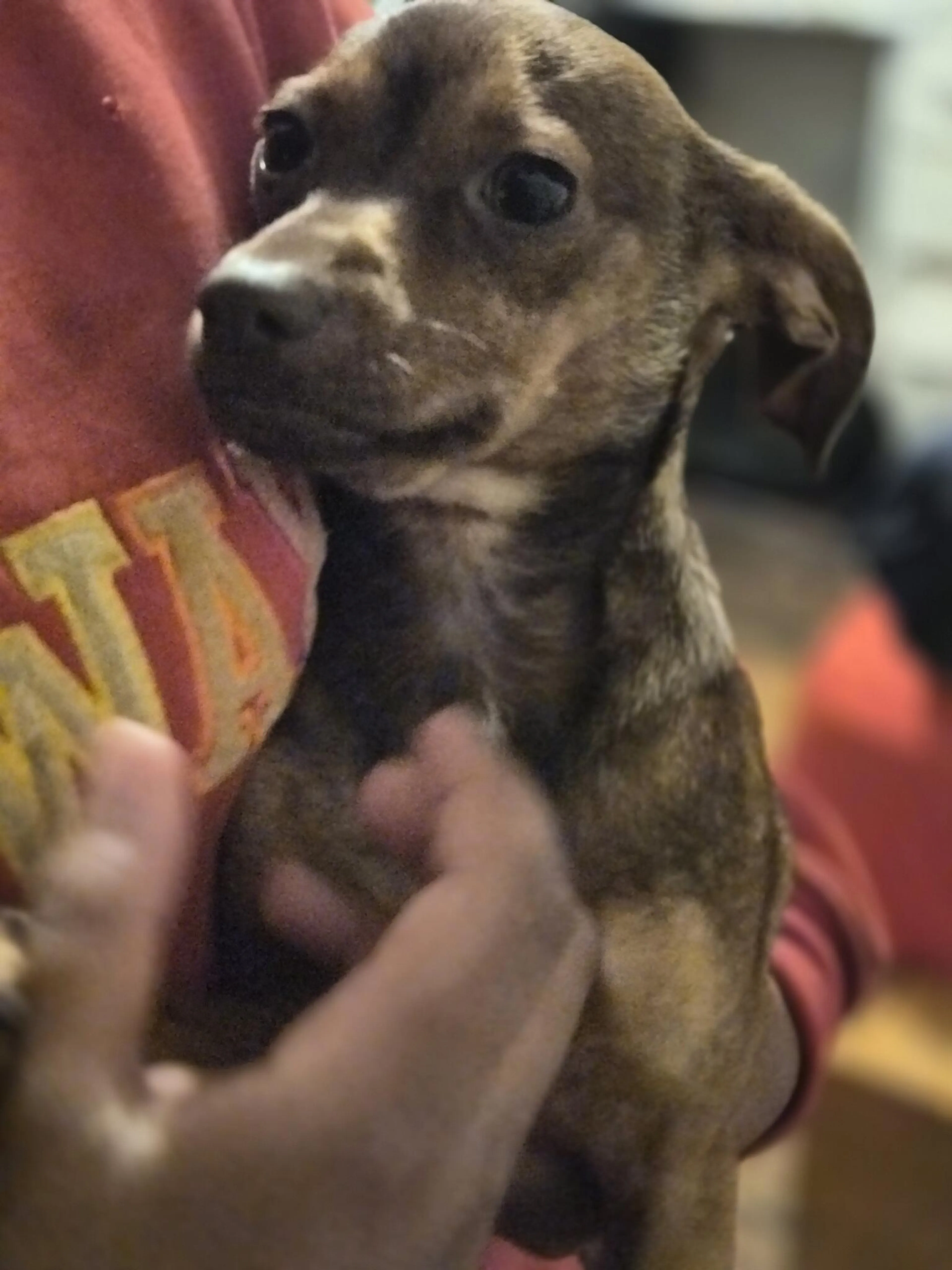 Found pet