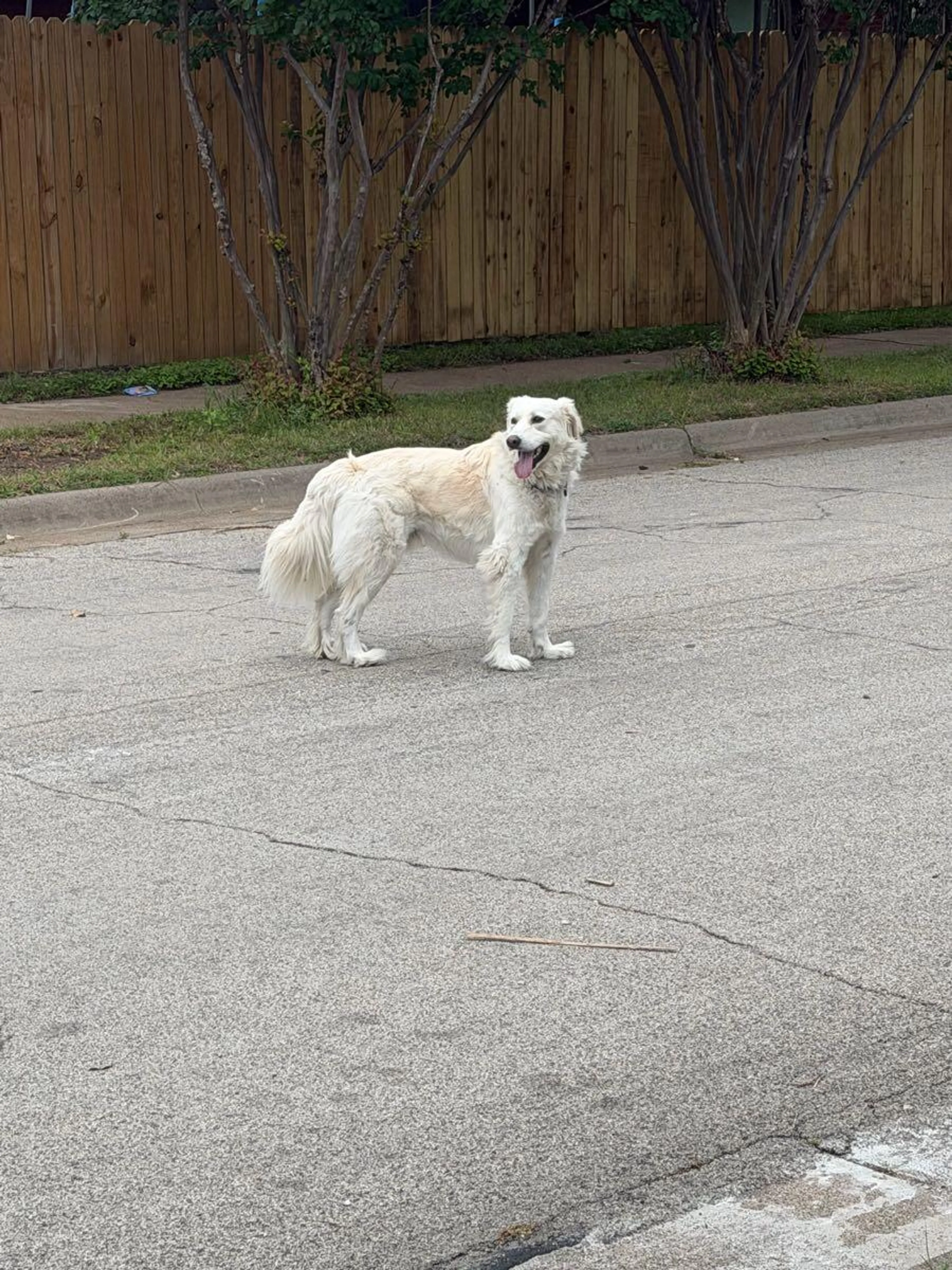Found pet