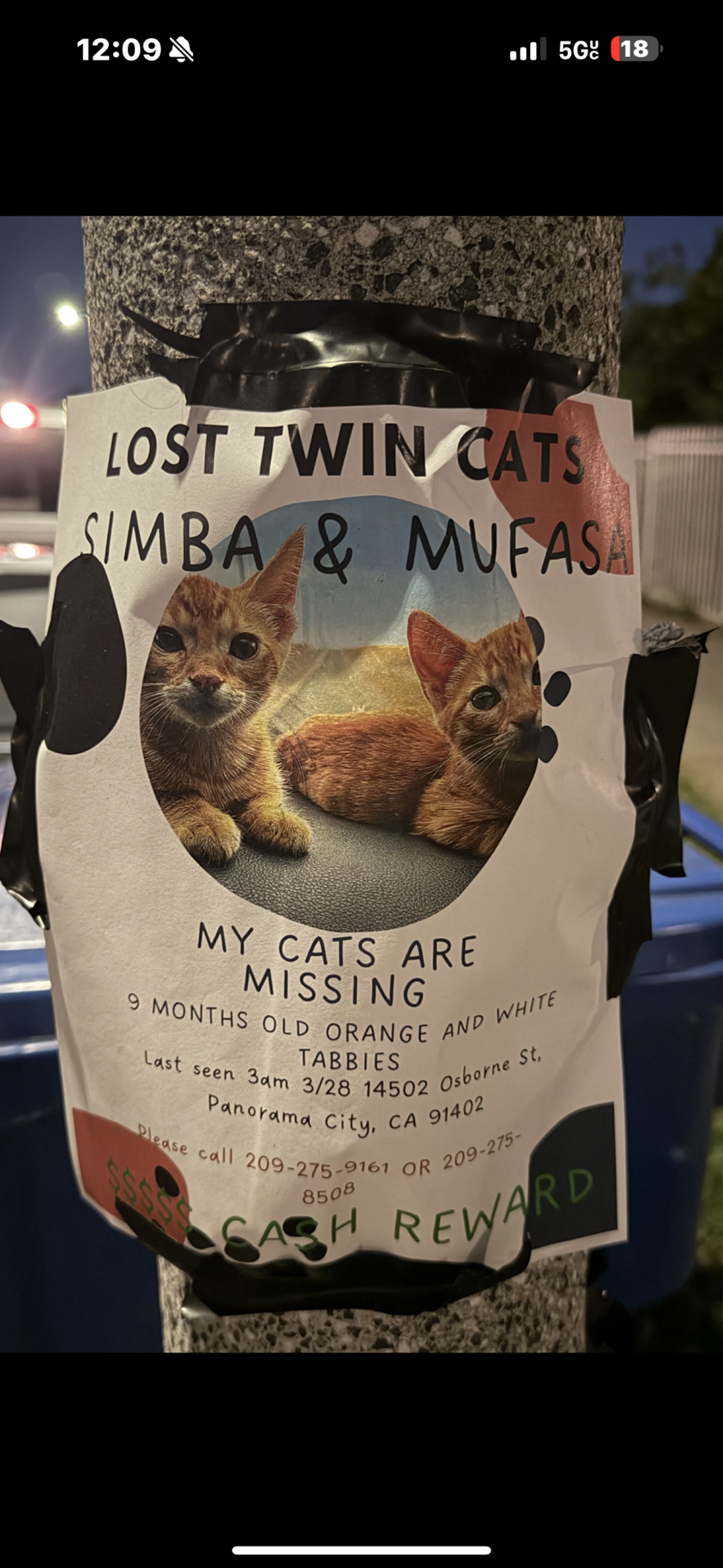 Lost pet