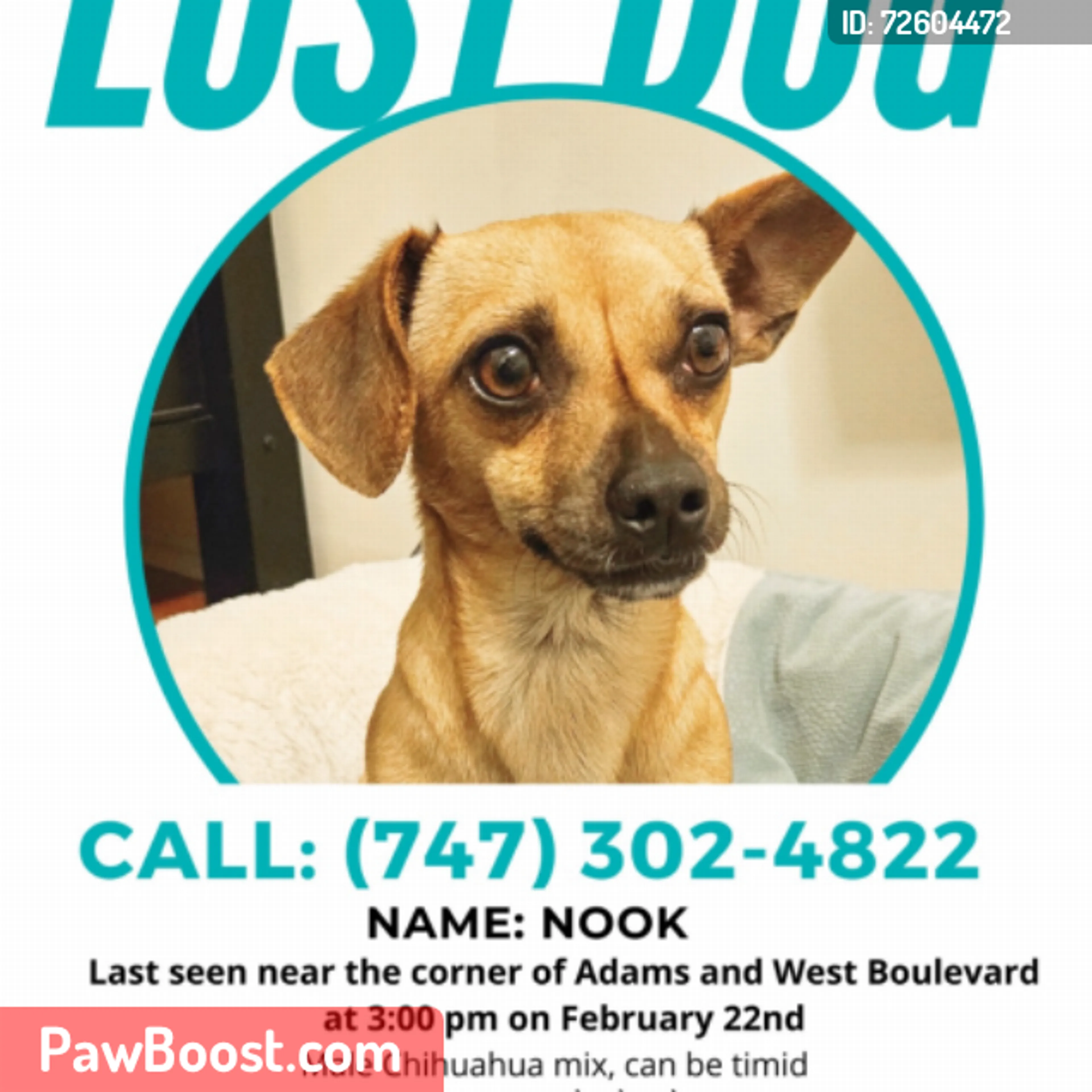 Lost pet