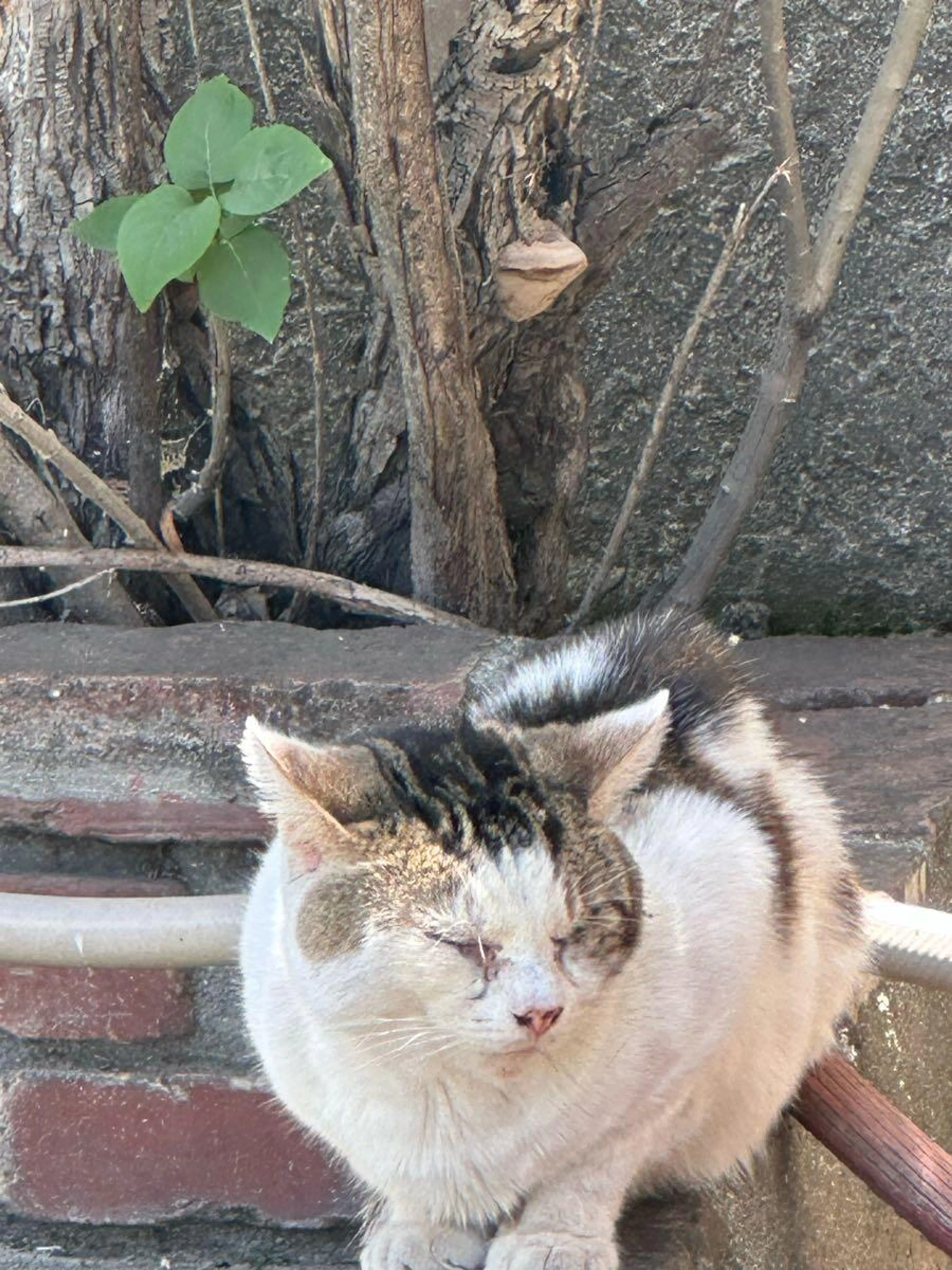 Found pet