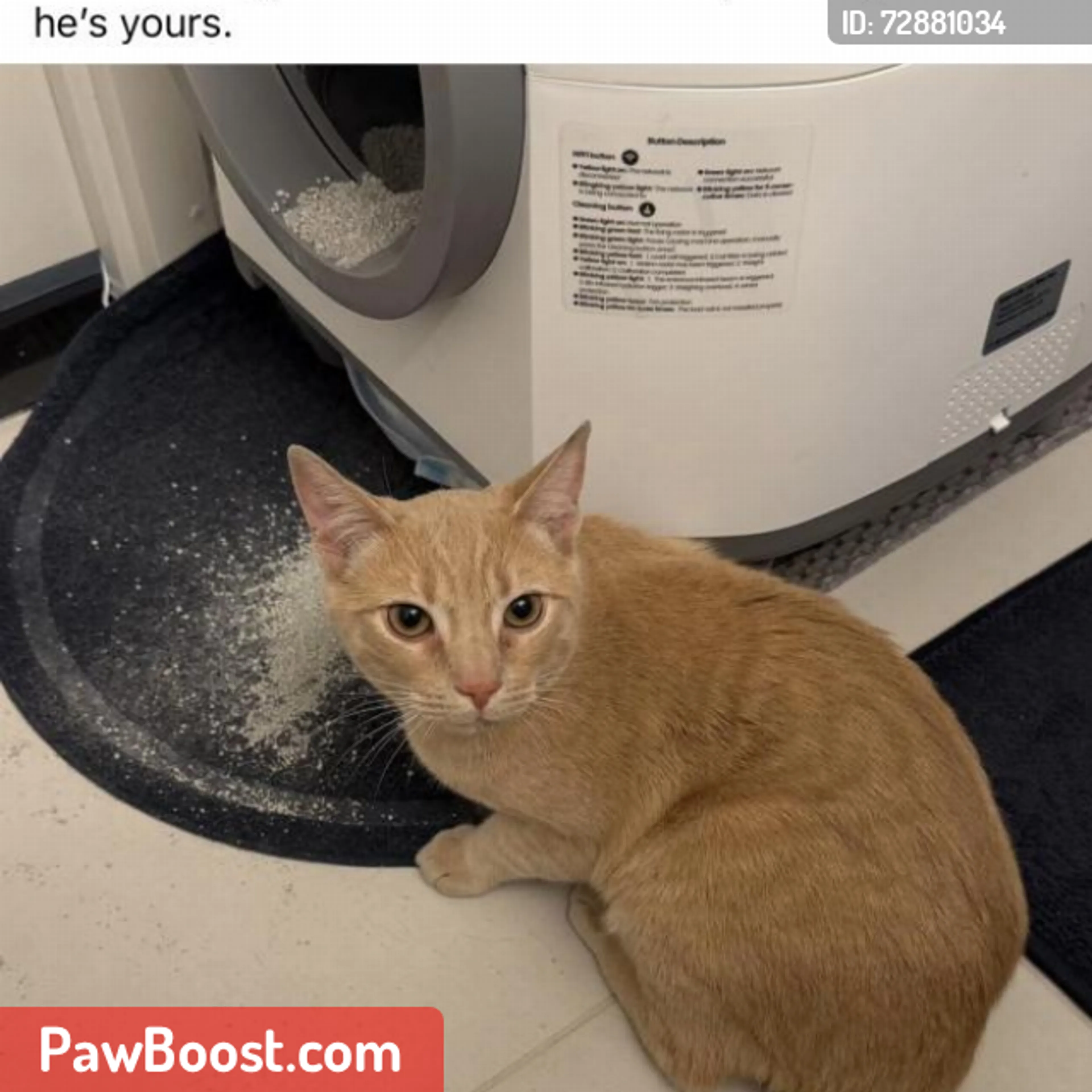 Lost pet