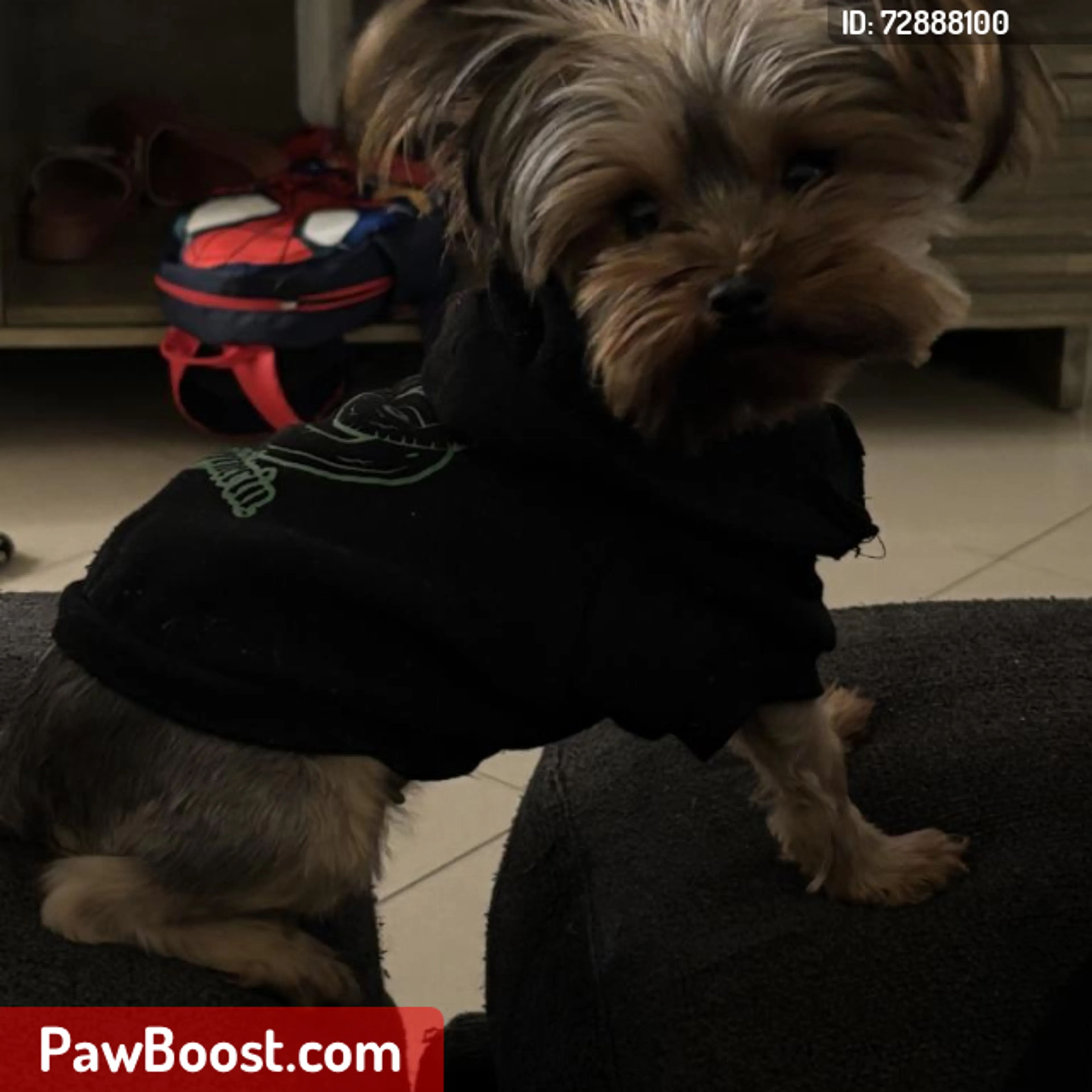Lost pet