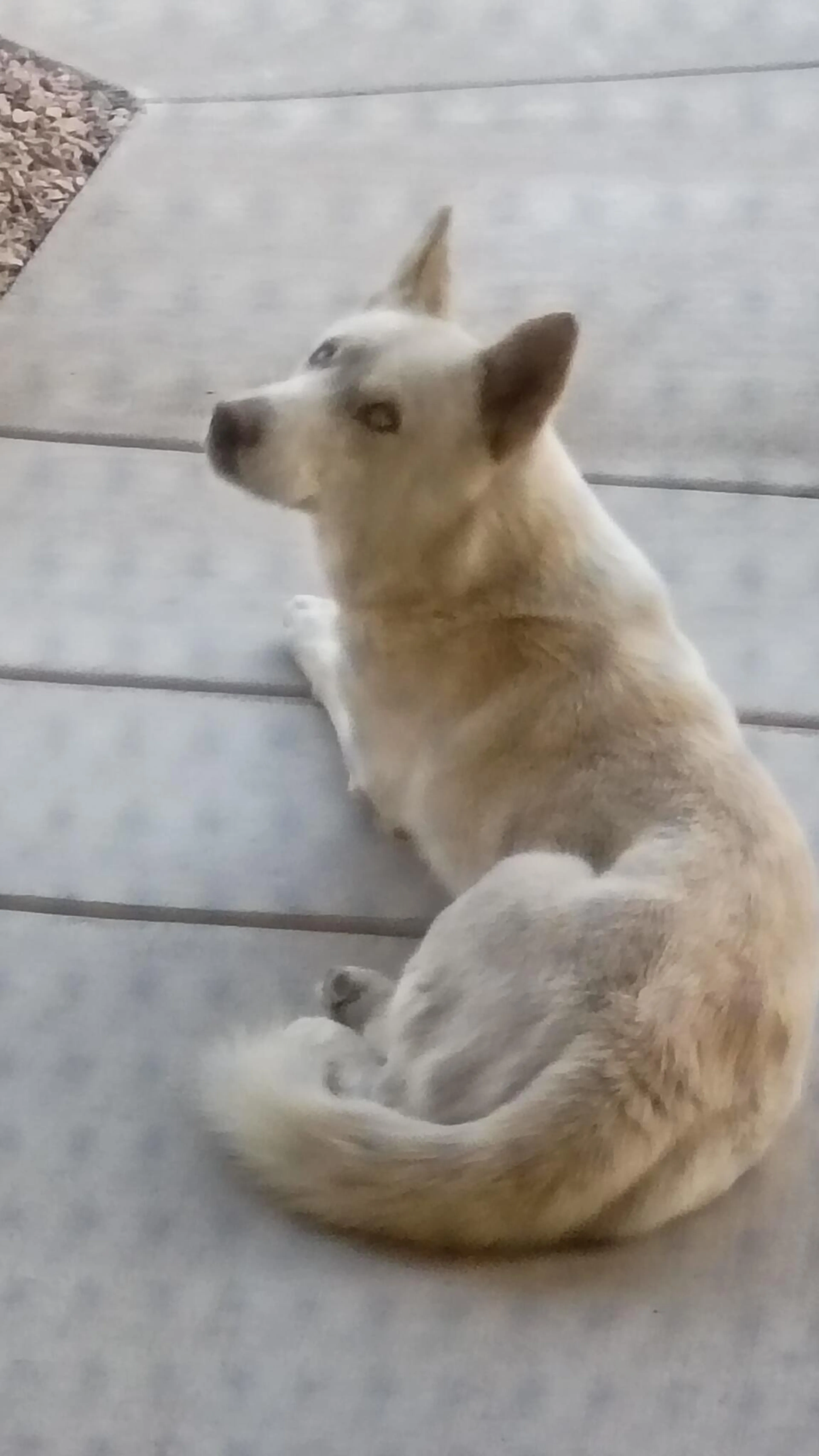 Found pet