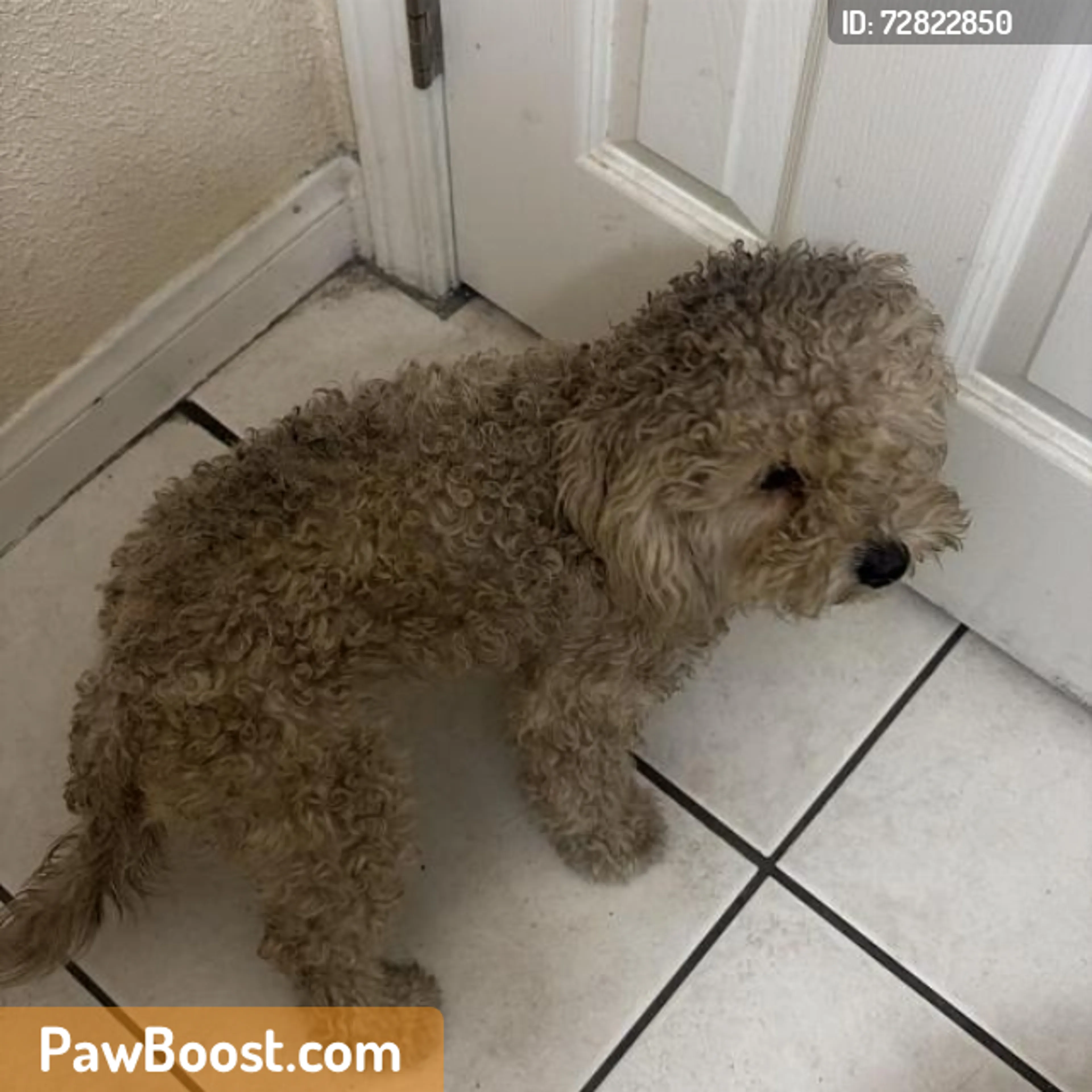 Found pet