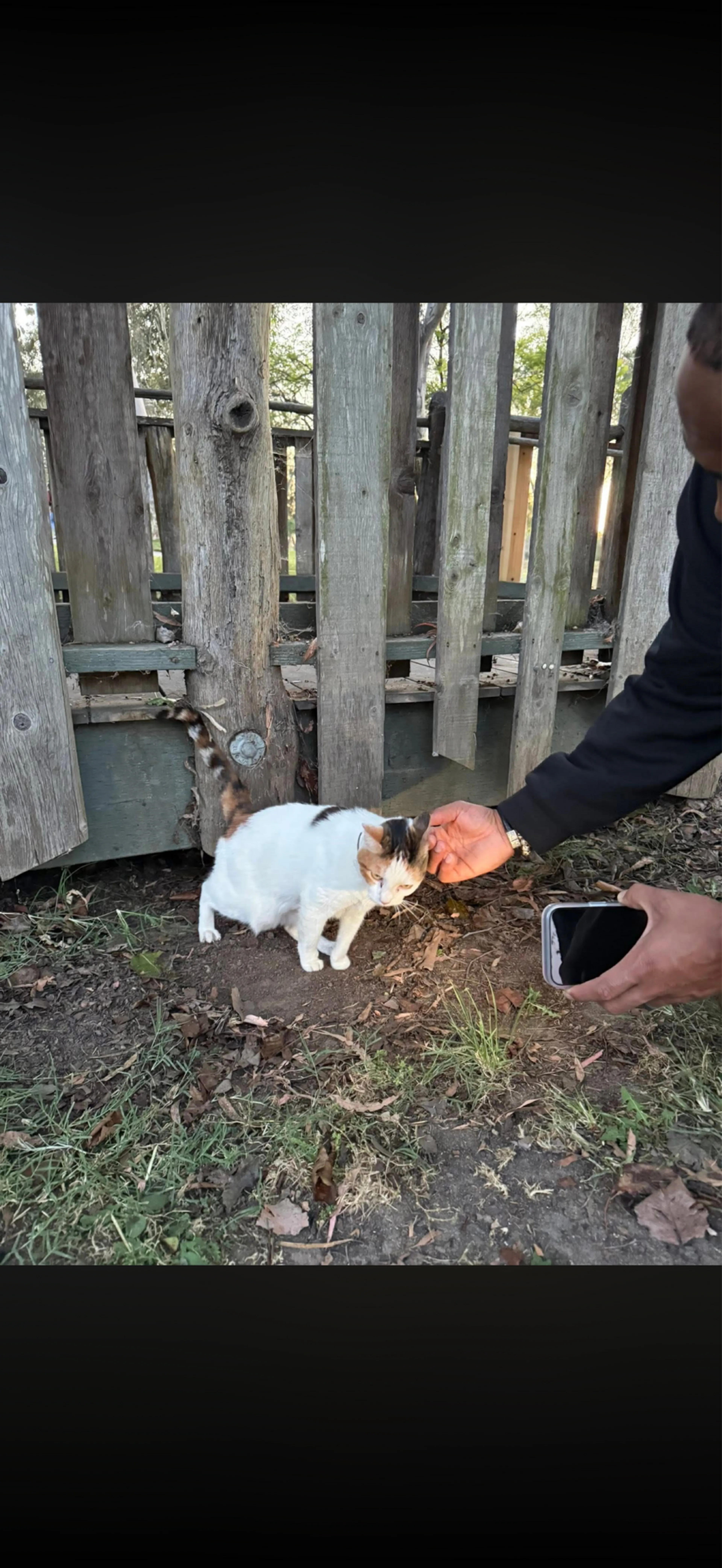 Found pet