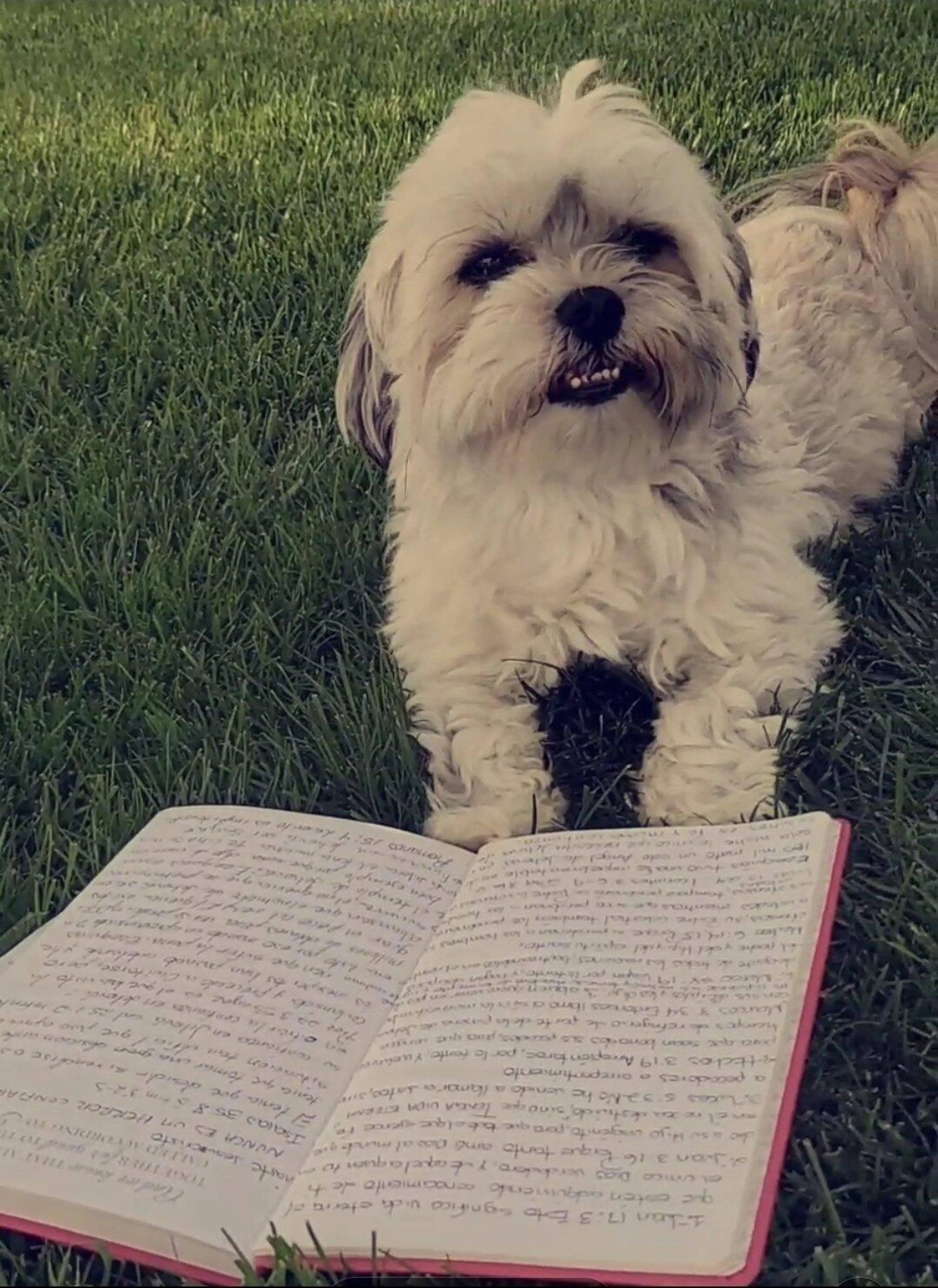 Lost pet