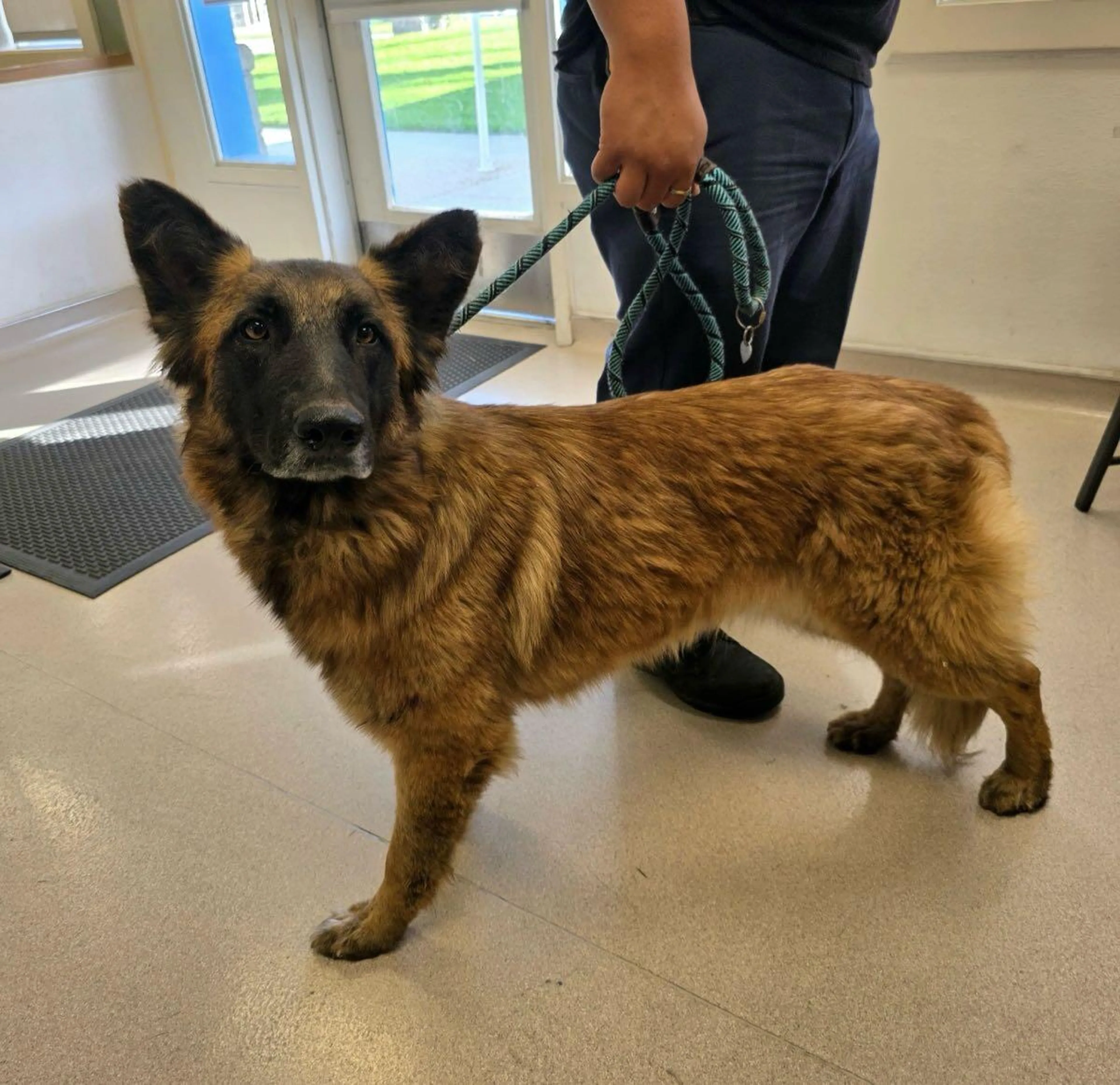 Found pet