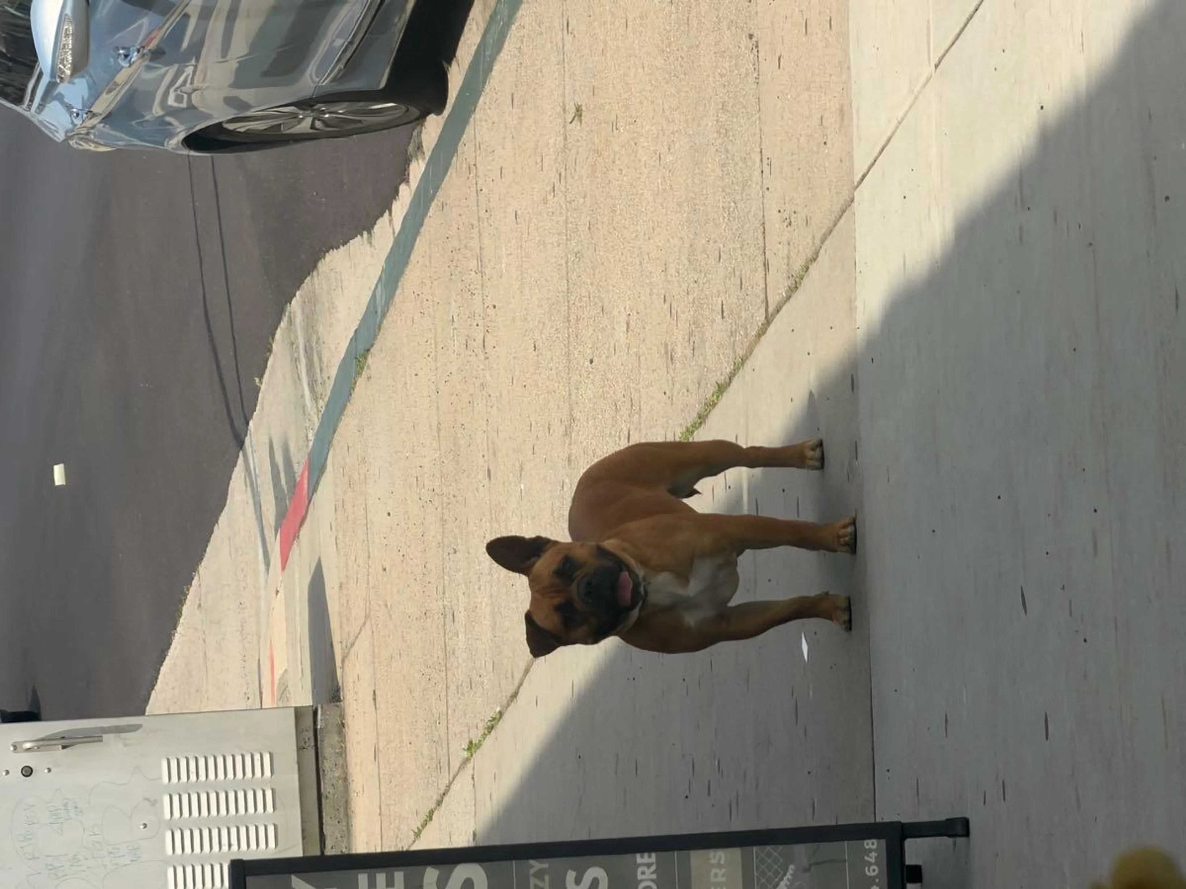 Lost pet