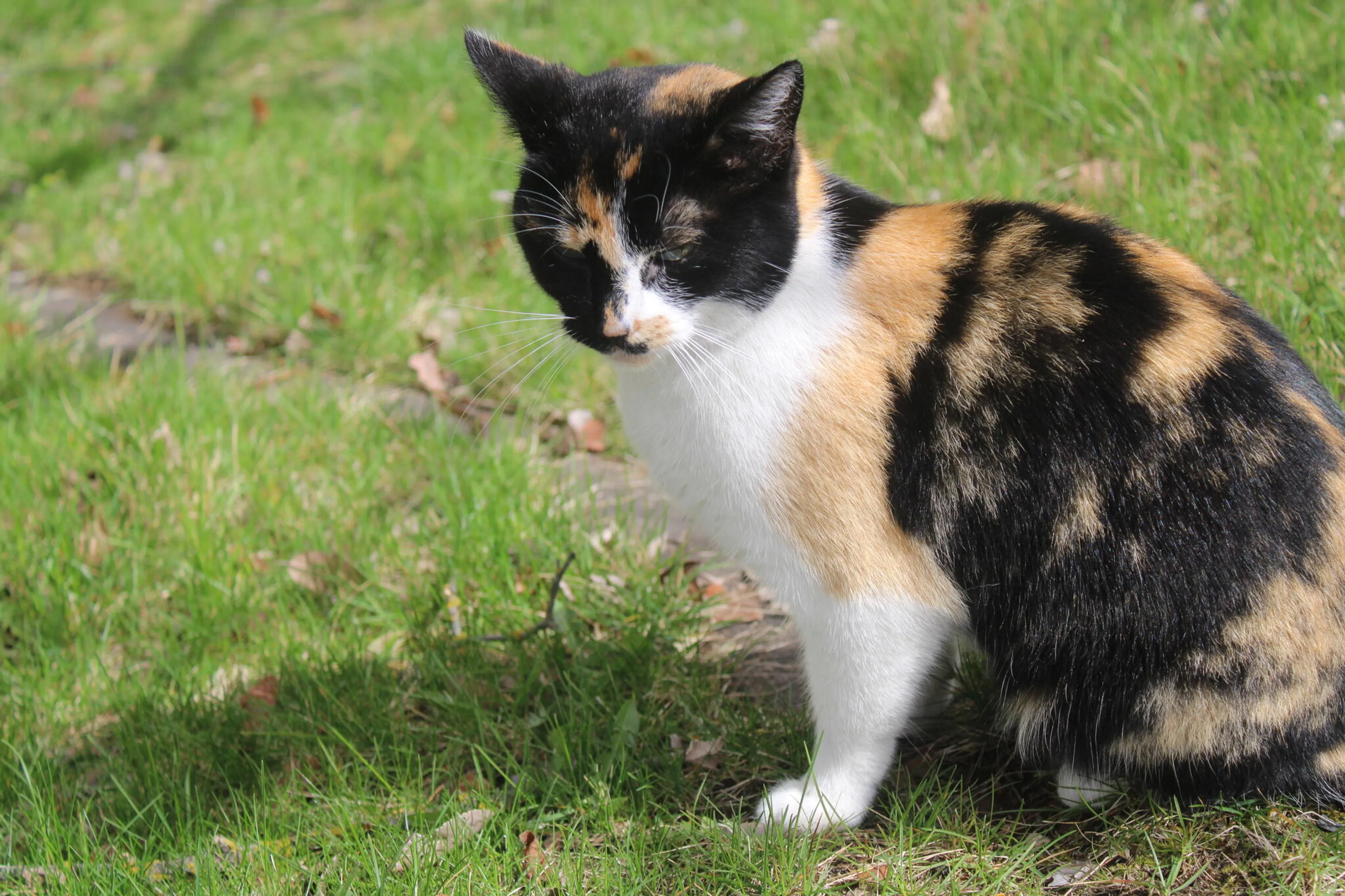 Lost pet