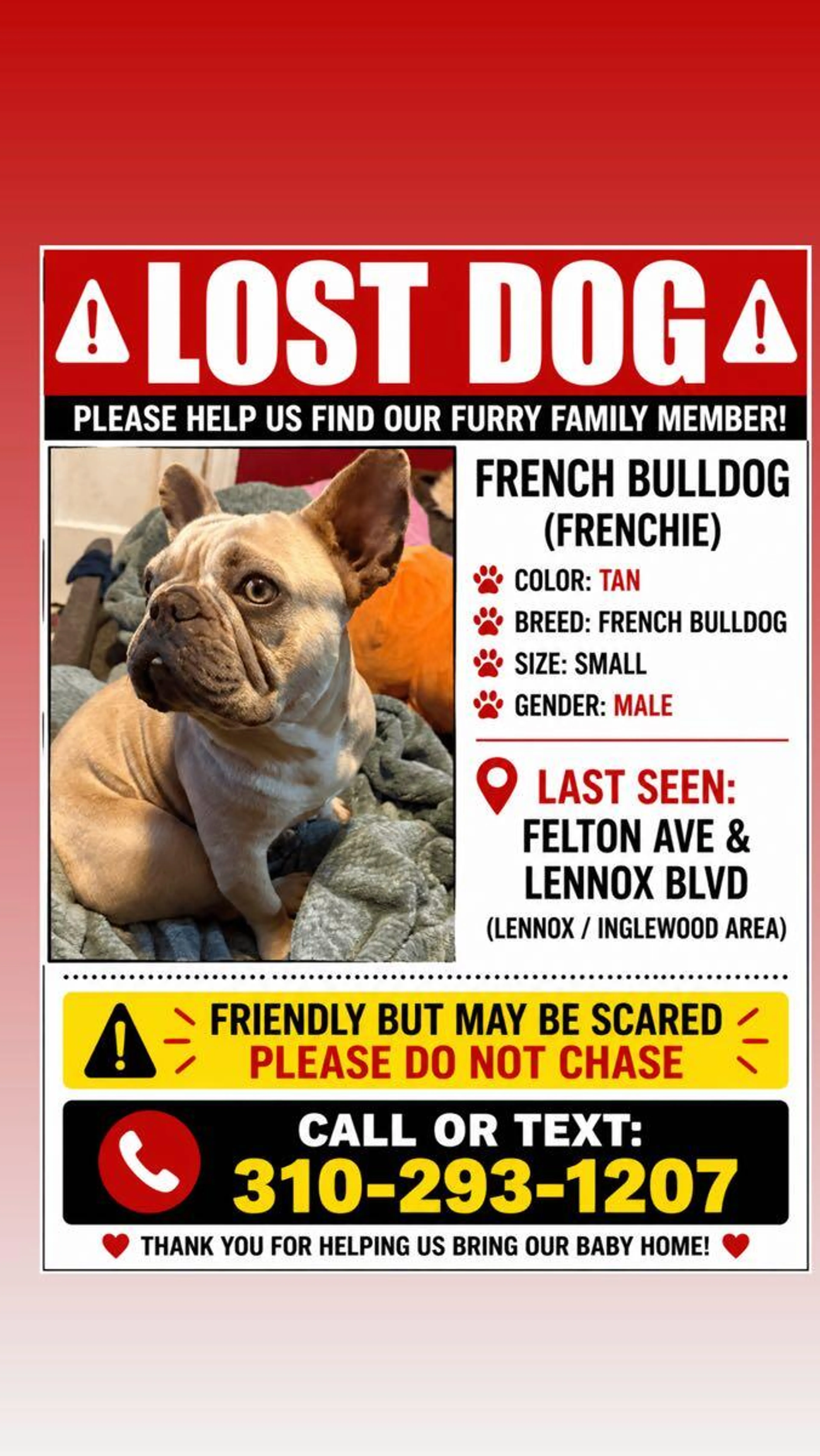 Lost pet