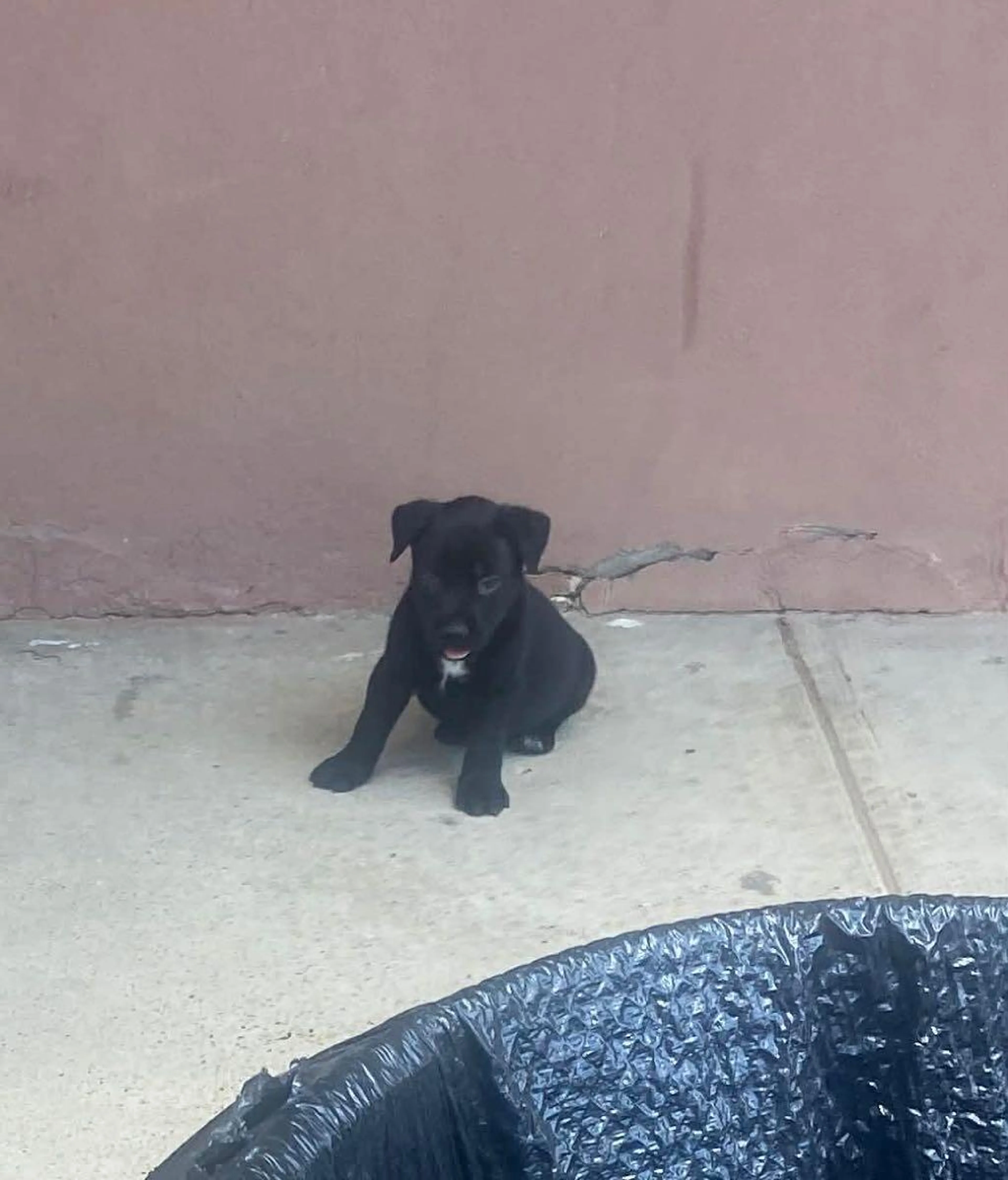 Found pet