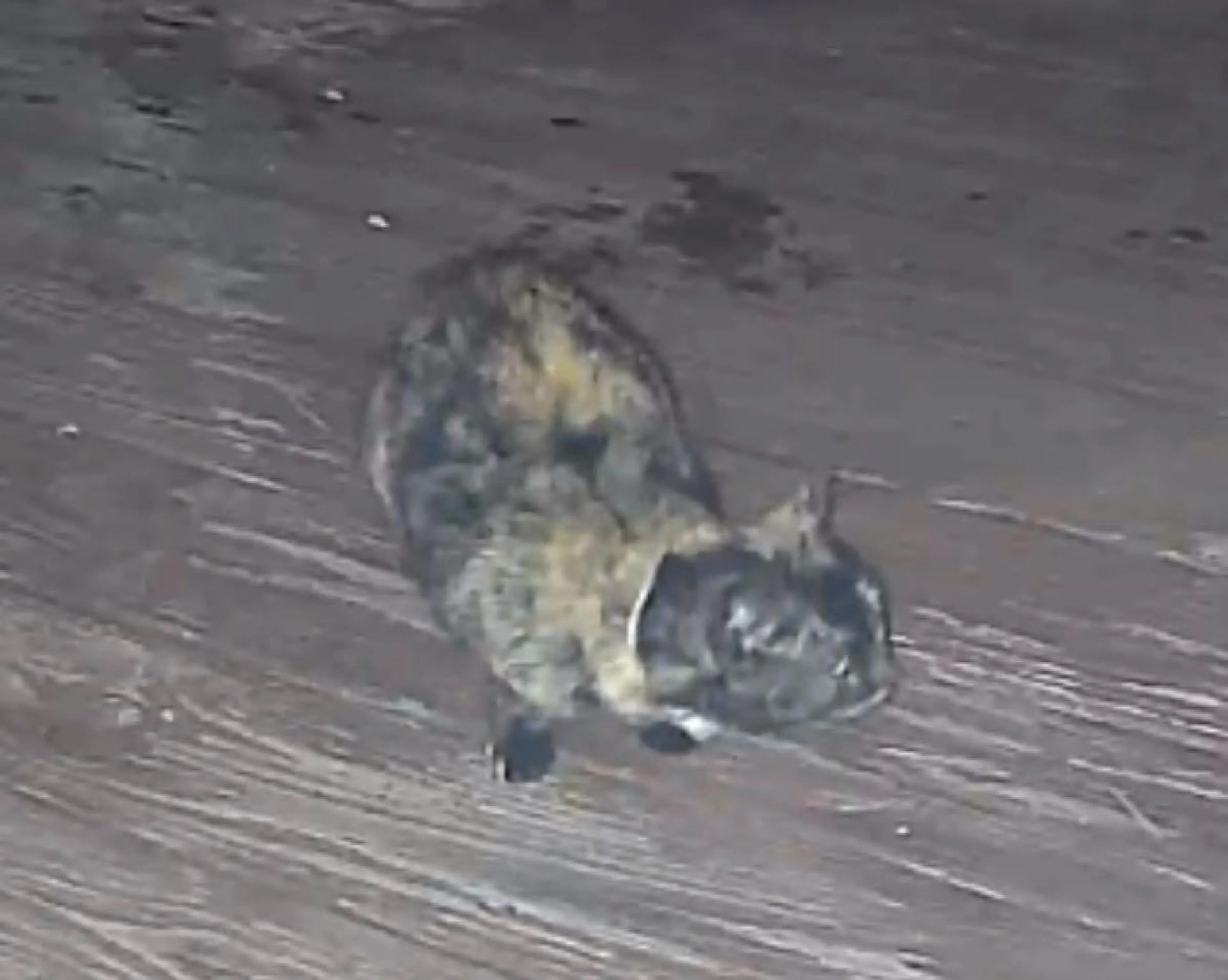 Found pet