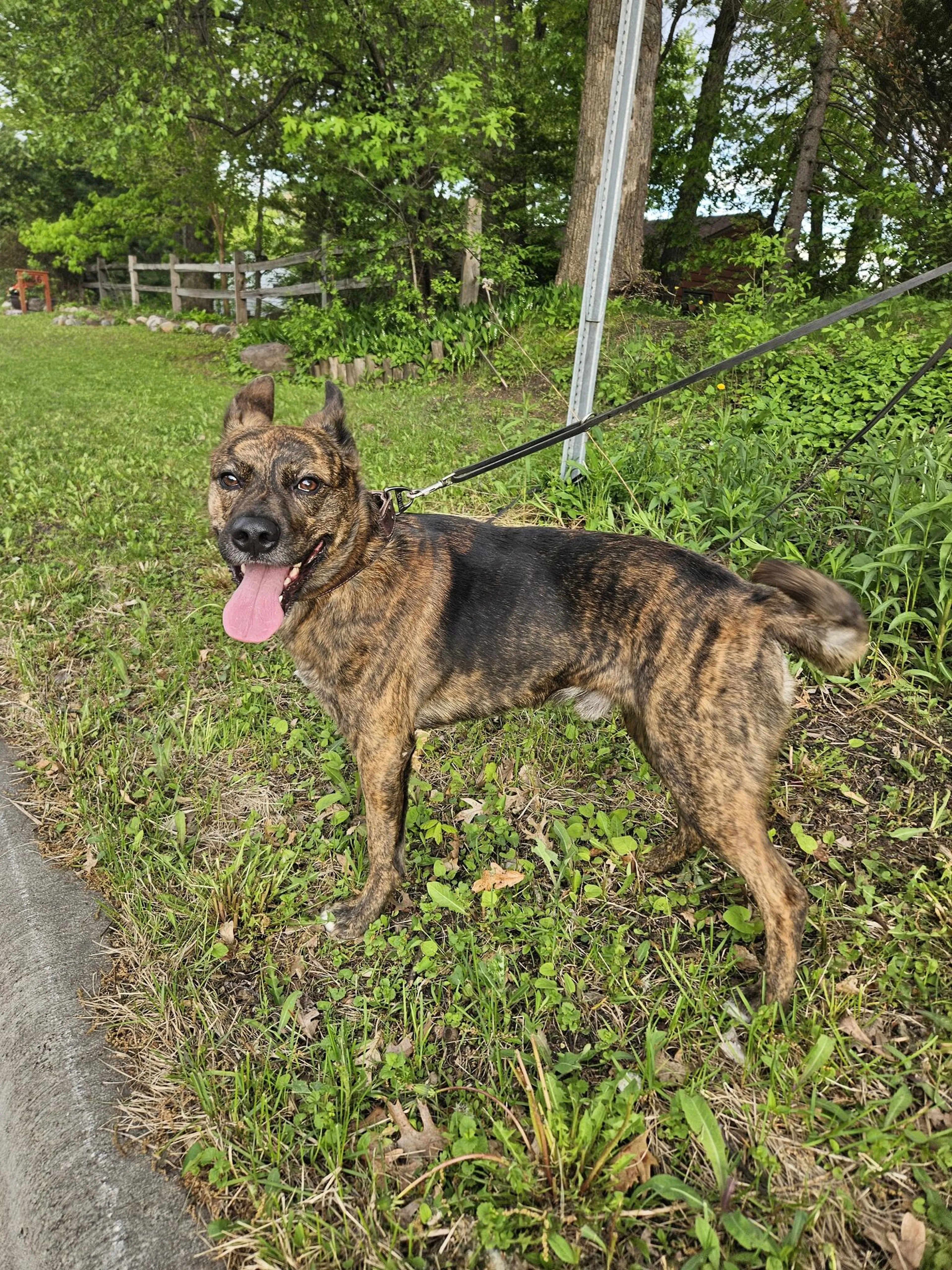 Found pet
