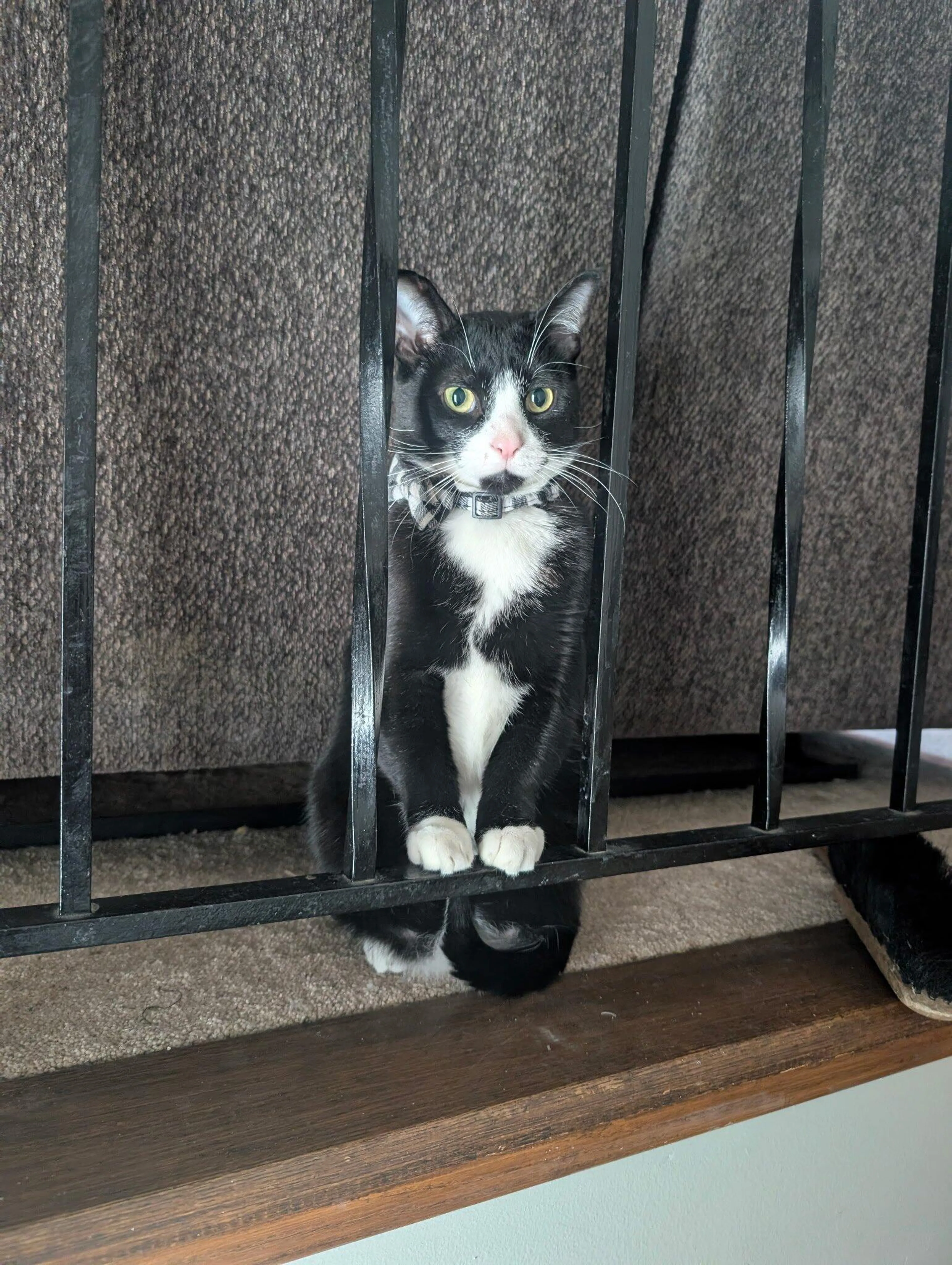 Lost pet