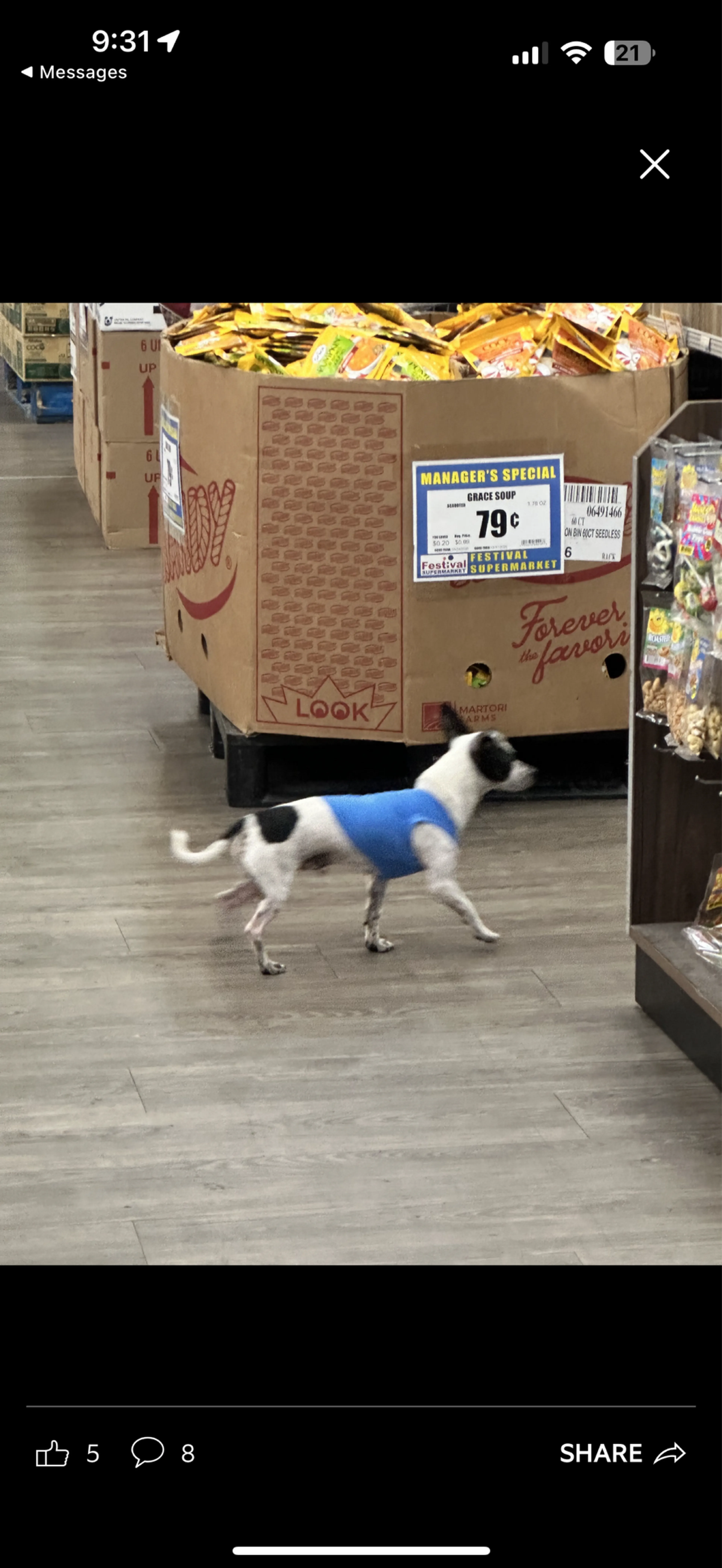 Lost pet