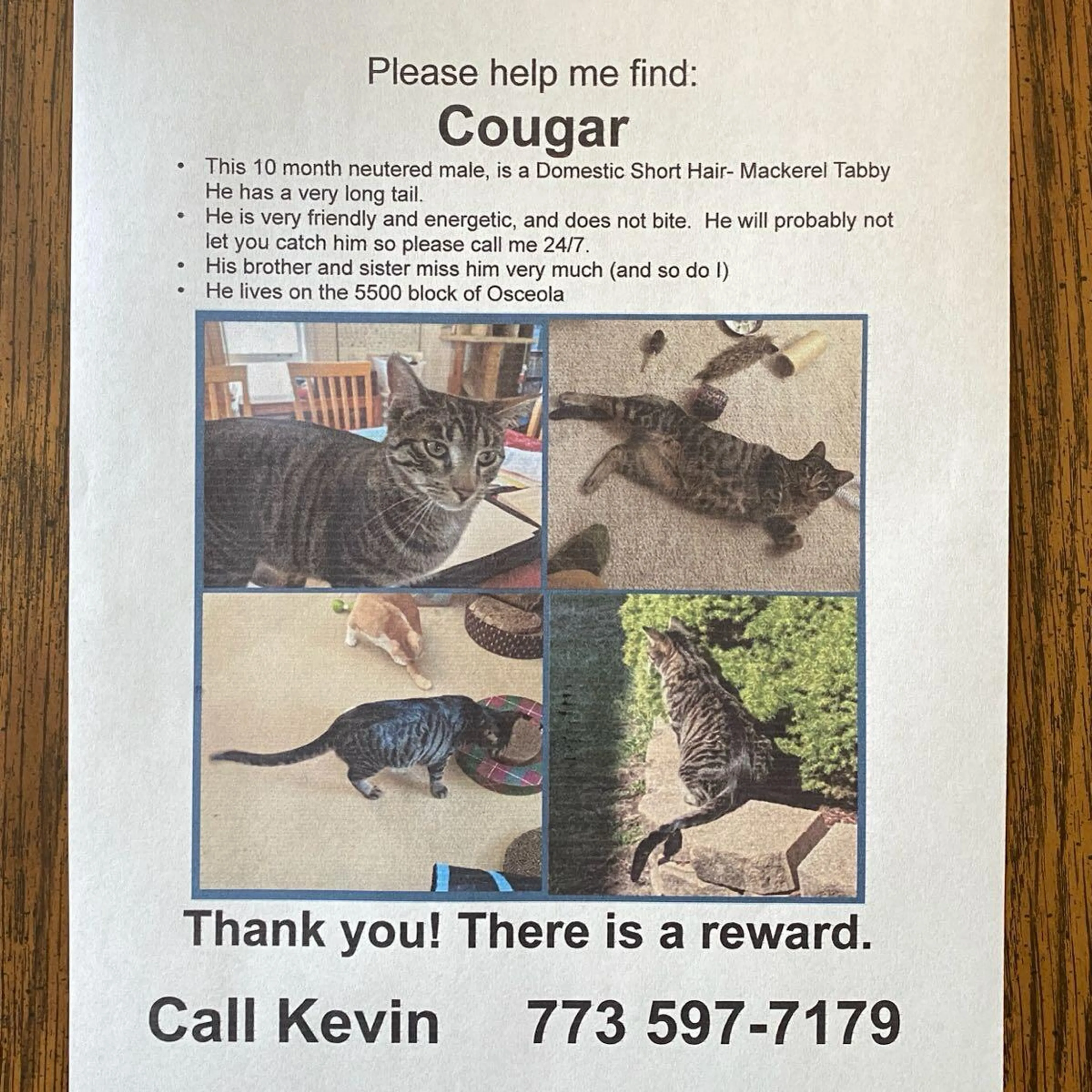 Lost pet
