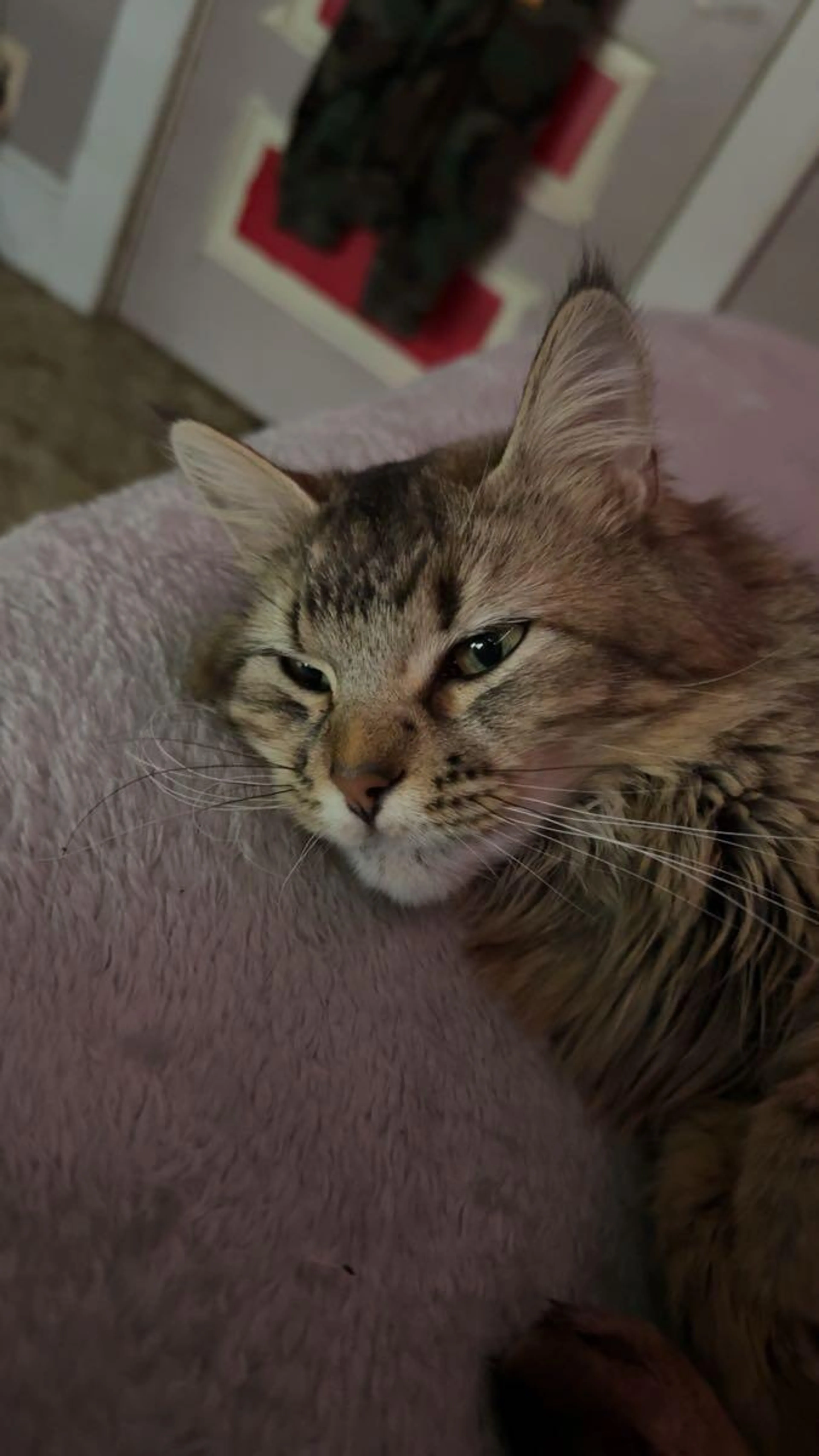Lost pet